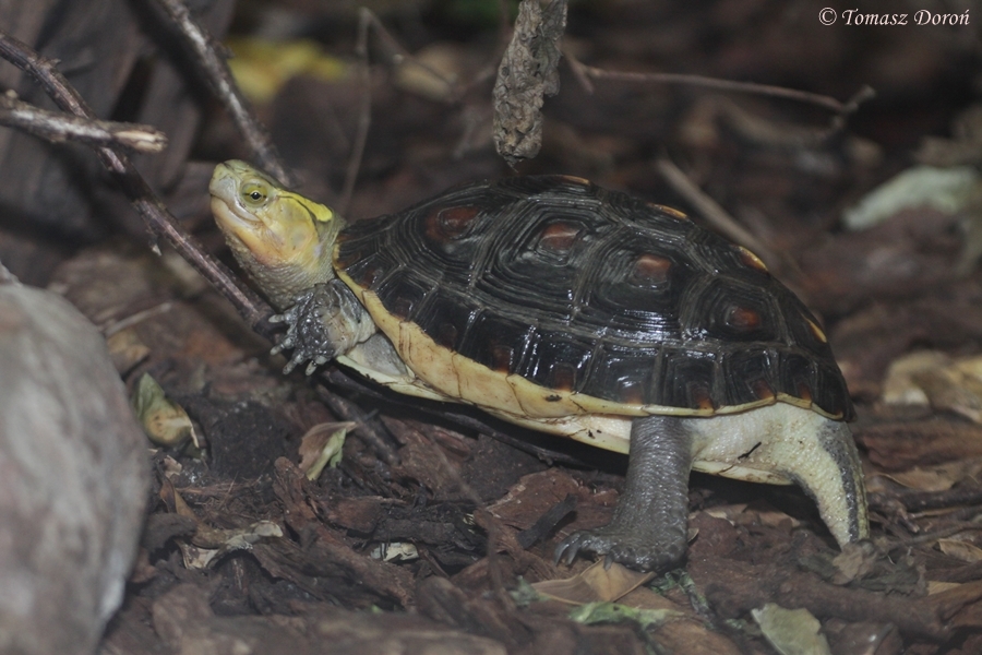 Chinese Box Turtle (Cuora flavomarginata)
