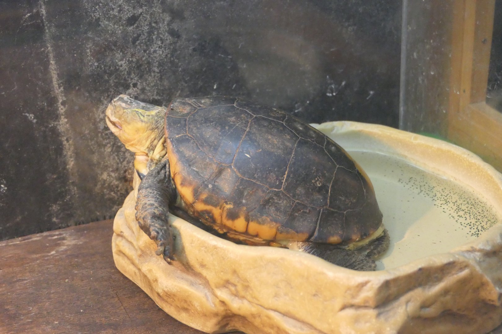 Chinese Box Turtle (Cuora flavomarginata)