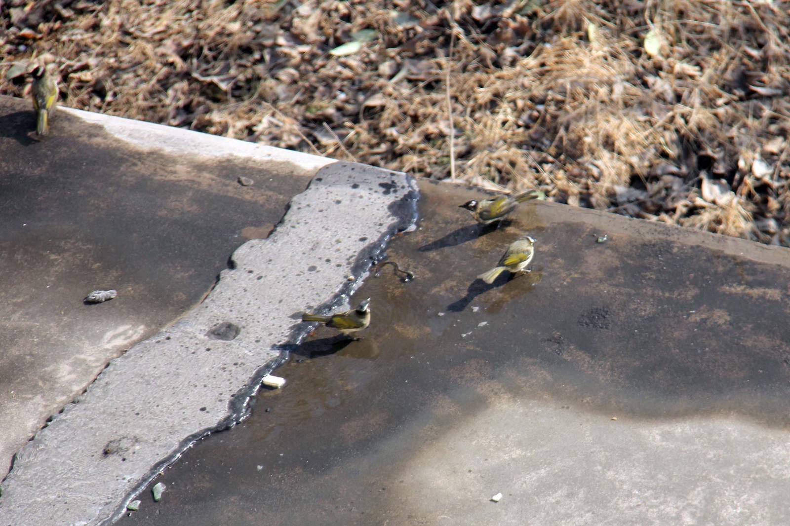 Chinese Bulbul (Pycnonotus sinensis)
