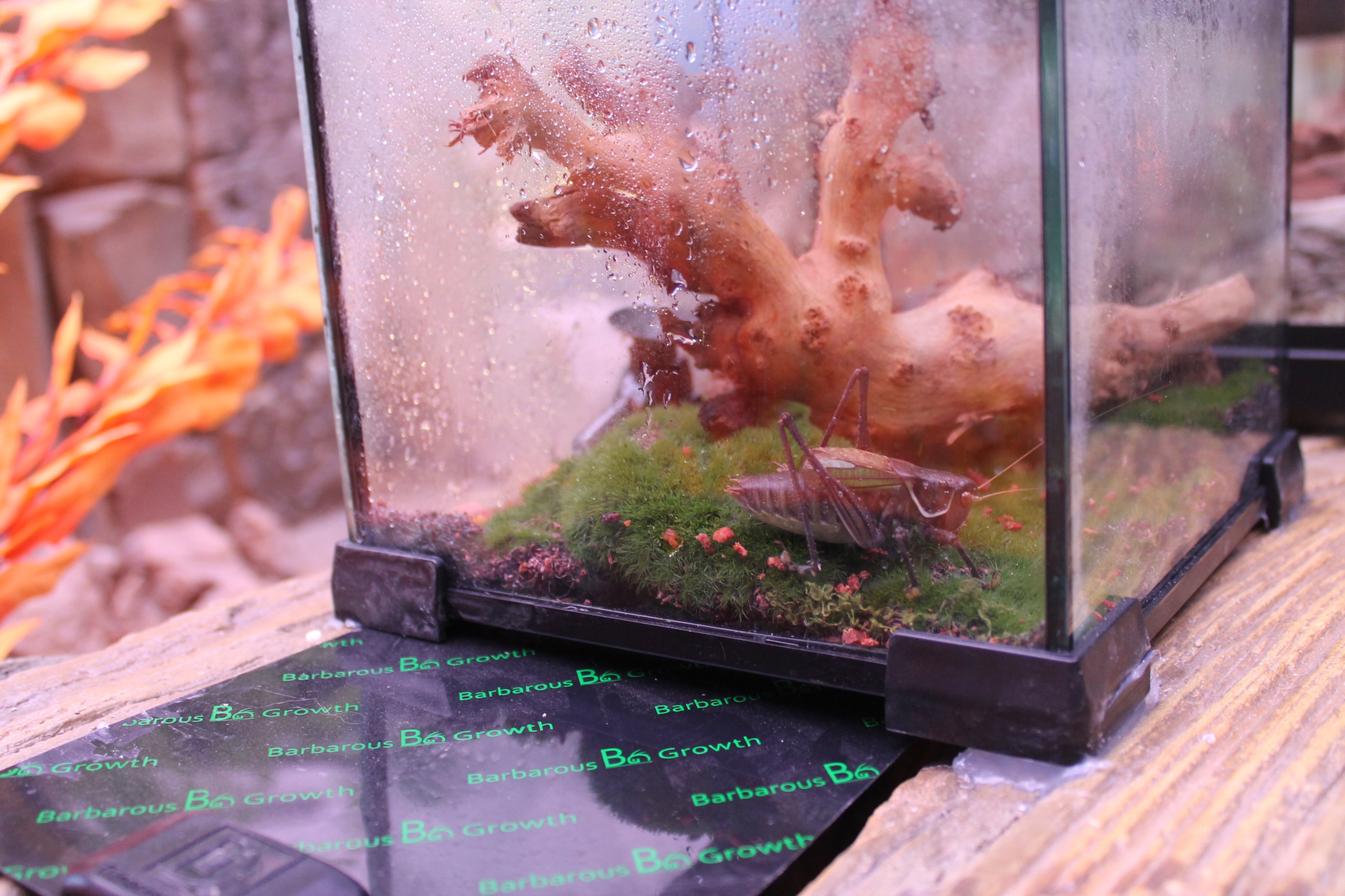 Chinese Bush Cricket (Gampsocleis gratiosa) - Shaanxi Nature Museum