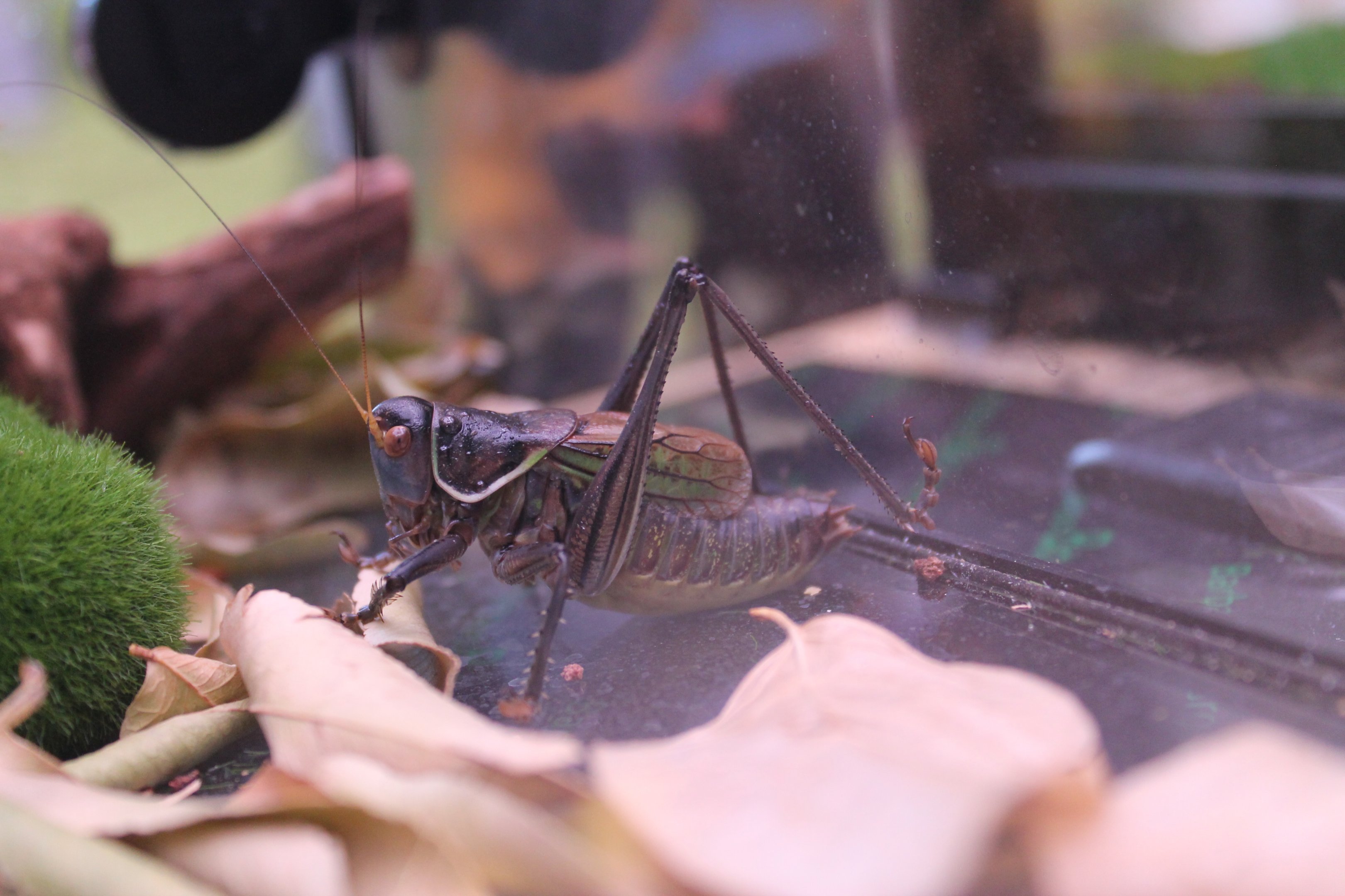 Chinese Bush Cricket (Gampsocleis gratiosa) - Shaanxi Nature Museum