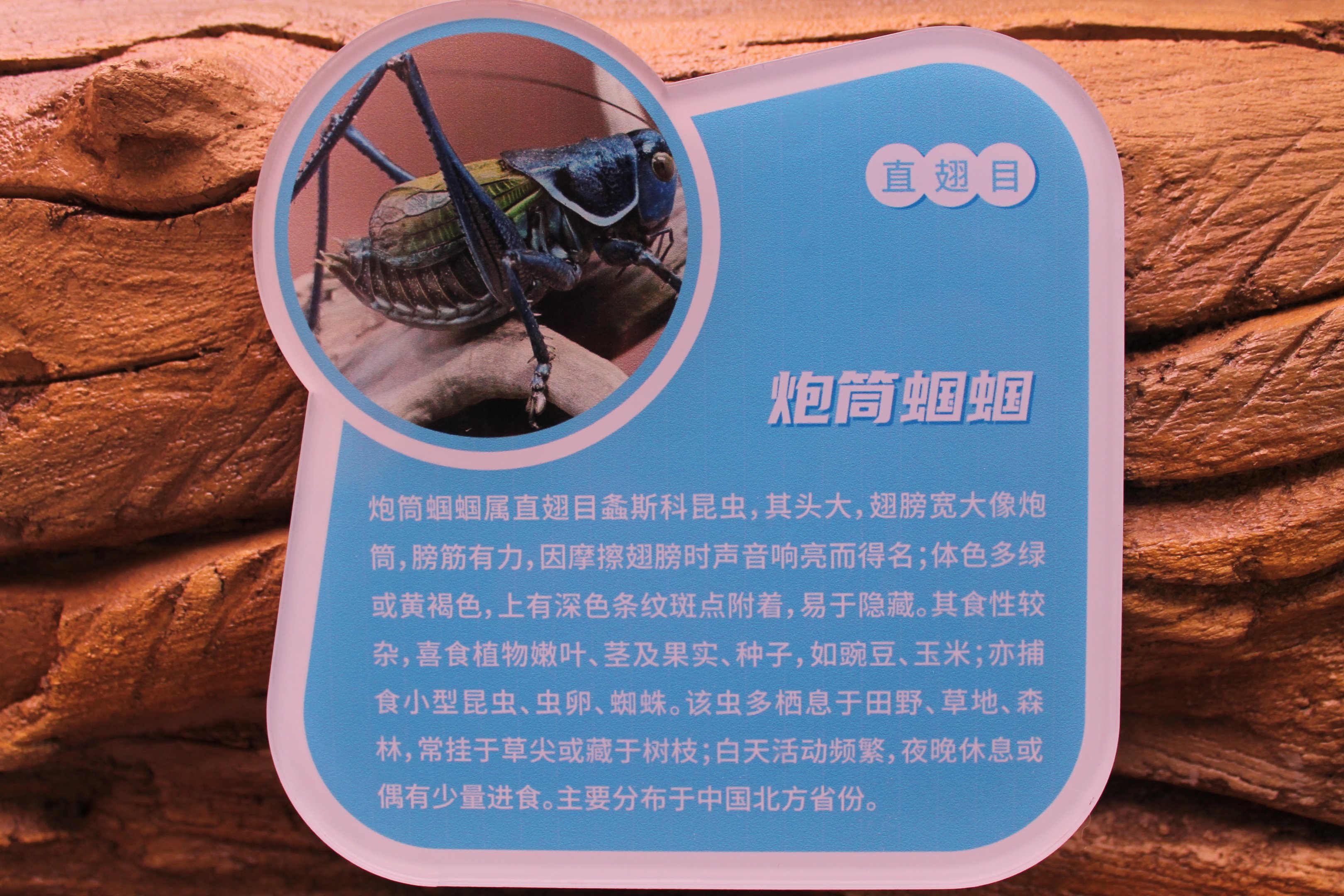 Chinese Bush Cricket (Gampsocleis gratiosa) signage