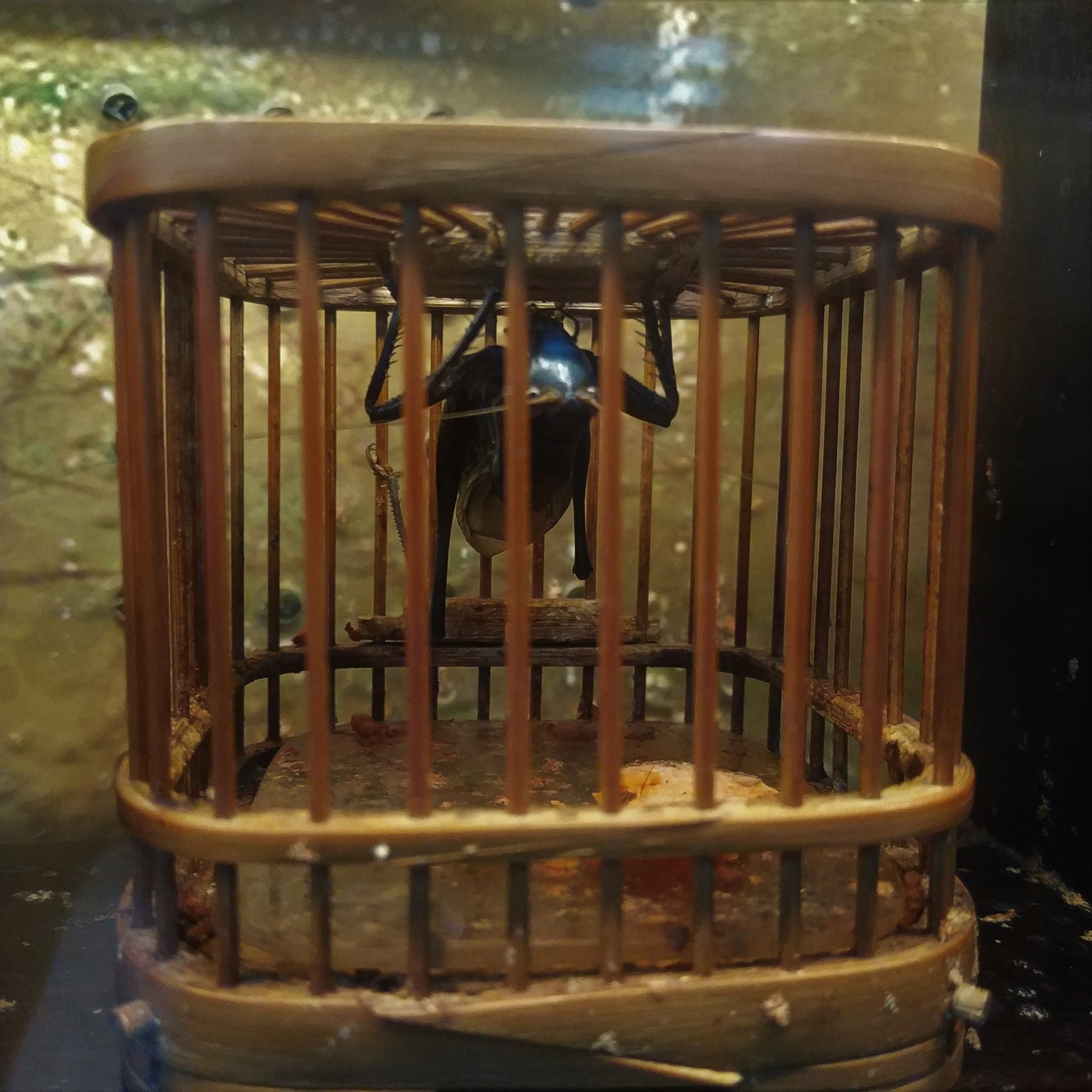 Chinese Bush Cricket