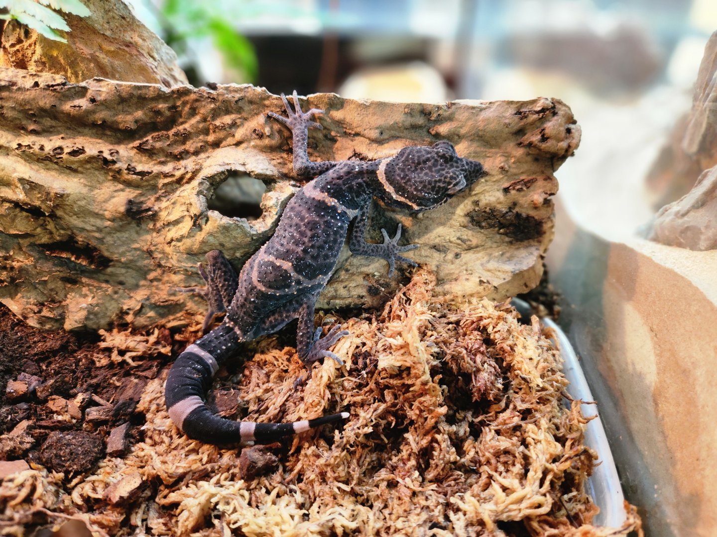 Chinese cave gecko (Goniurosaurus hainanensis)
