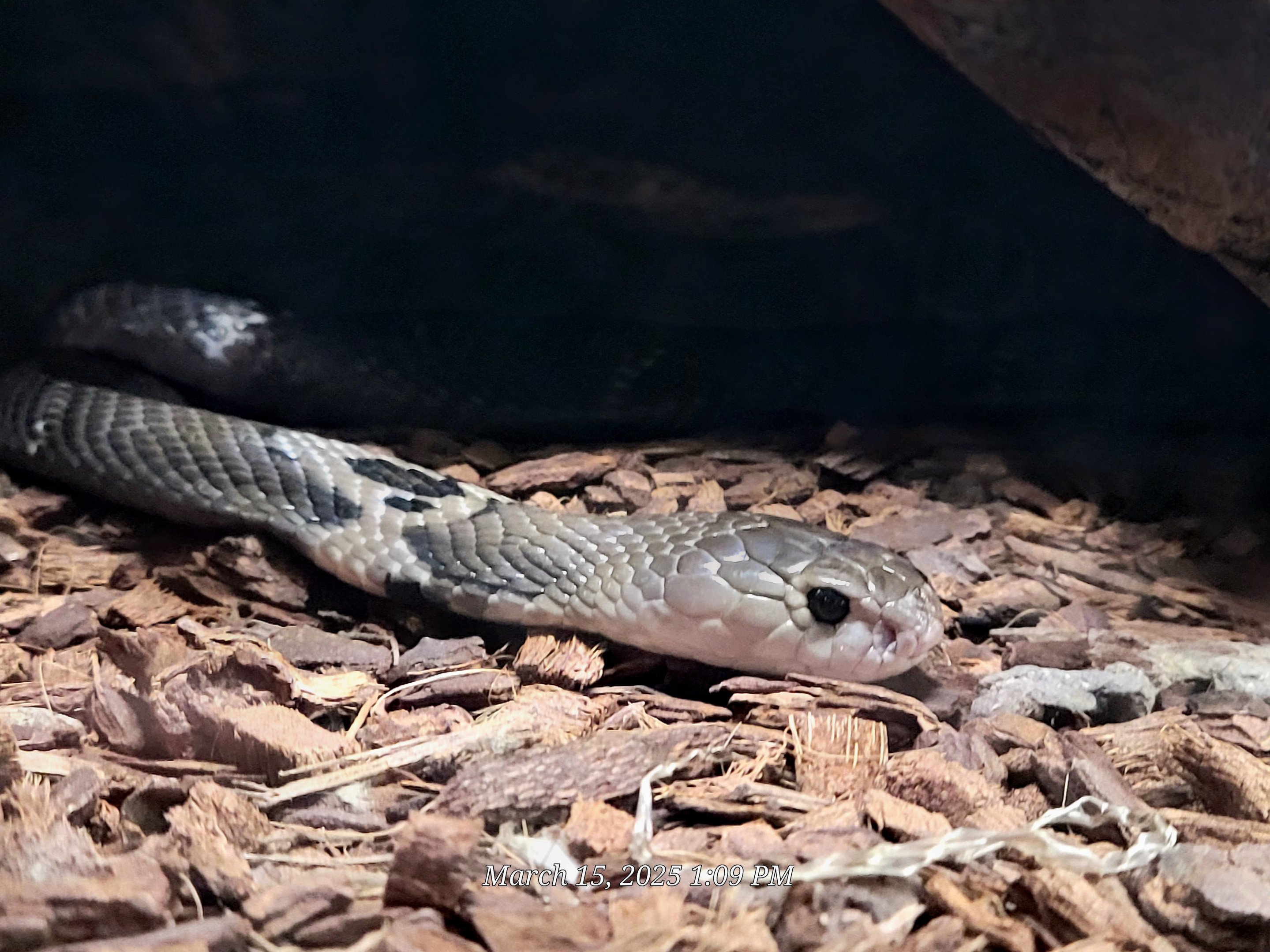Chinese Cobra - Bee City Zoo - March 2025