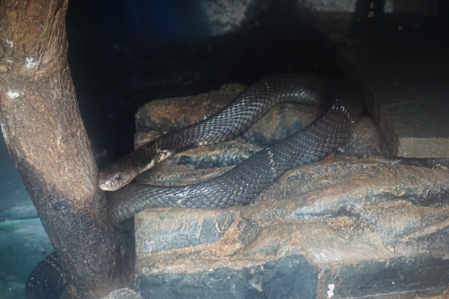Chinese cobra (Naja atra)