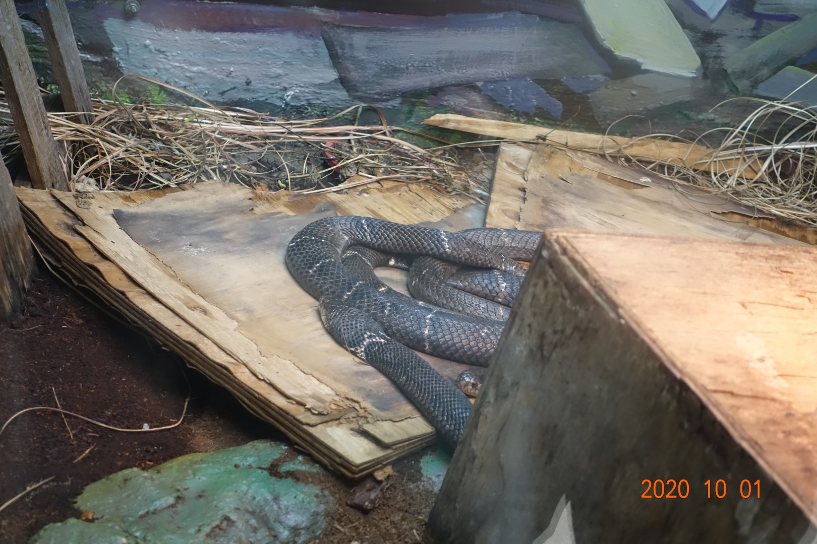 Chinese Cobra (Naja atra)