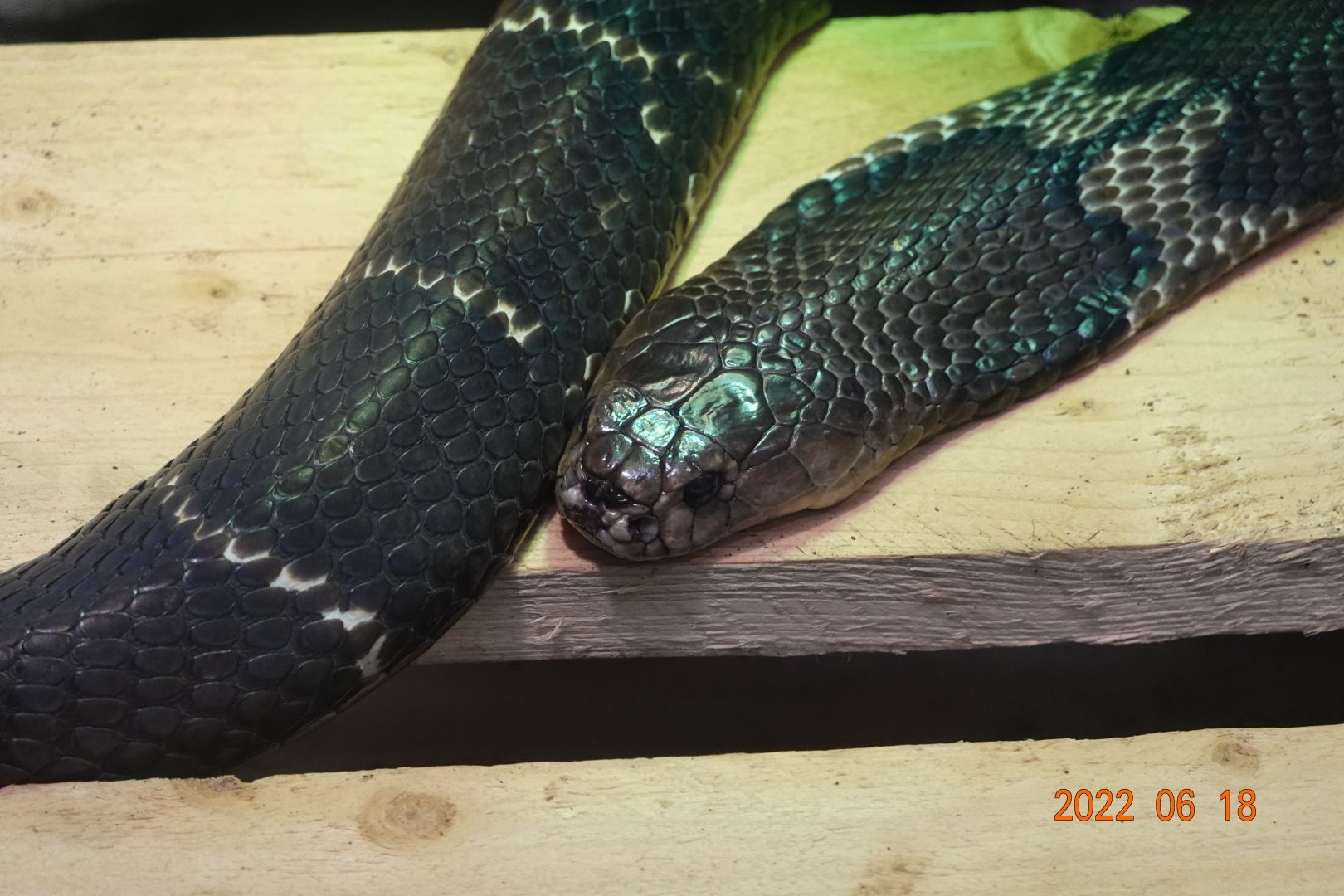 Chinese Cobra (Naja atra)