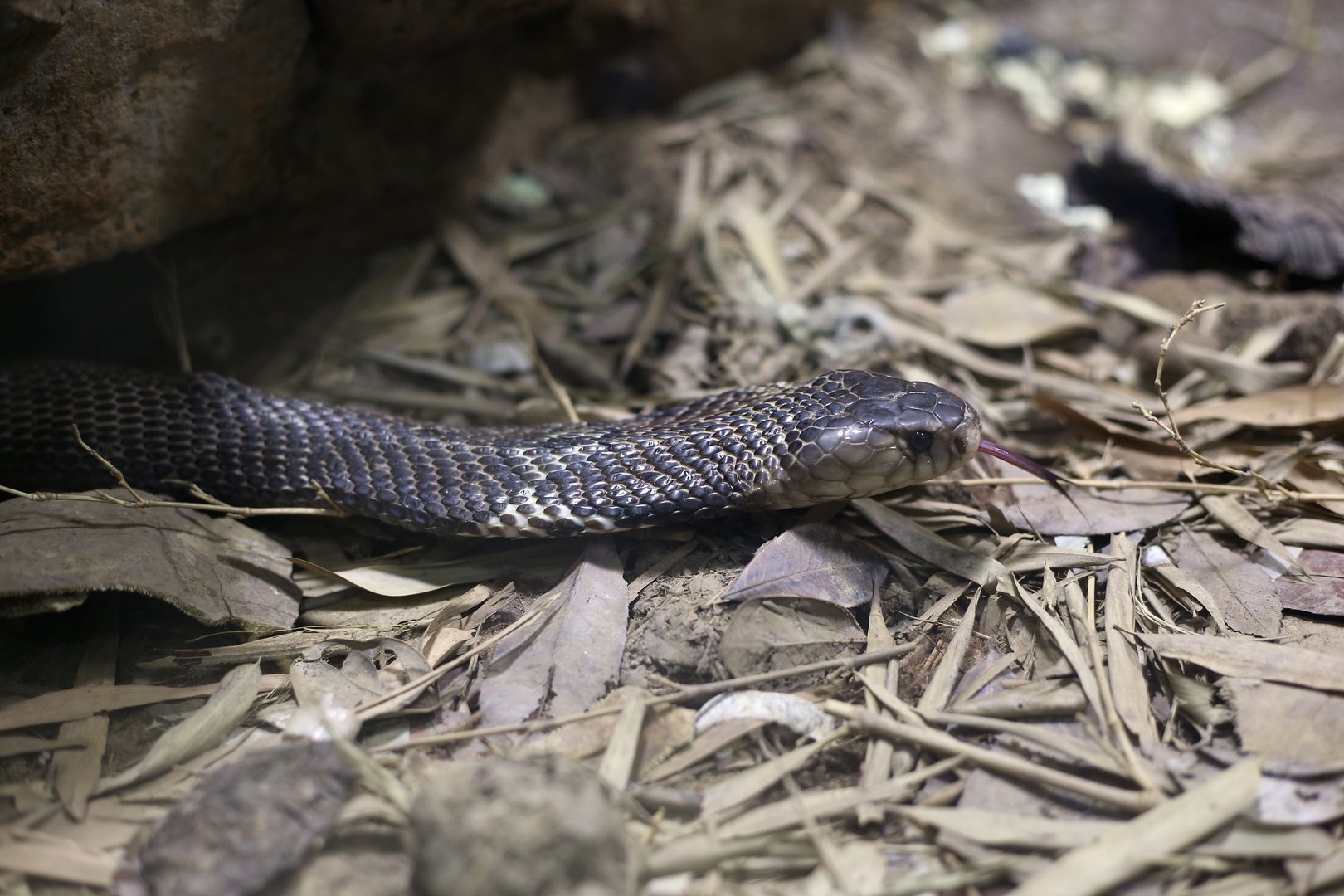 Chinese Cobra (Naja atra)