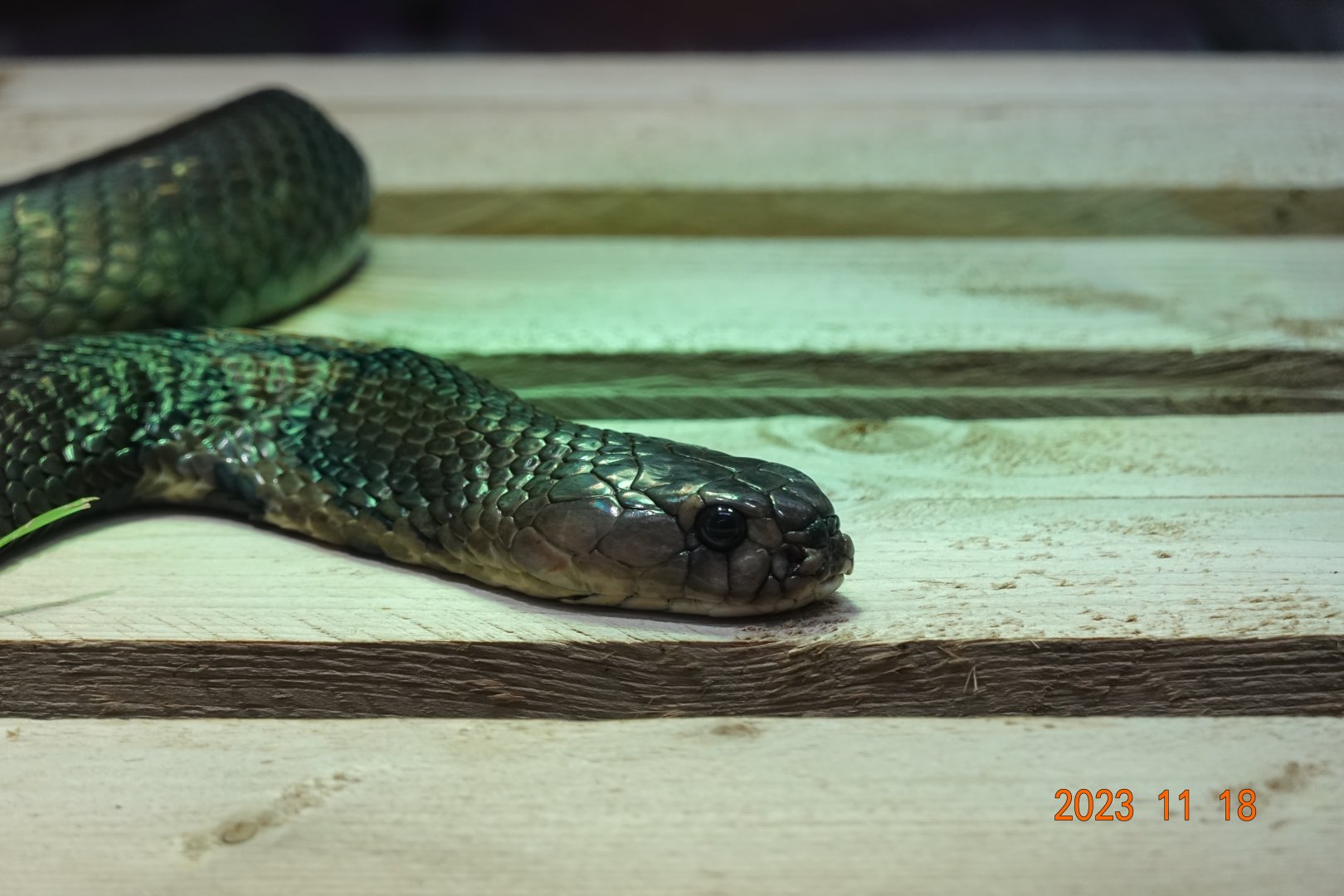Chinese Cobra (Naja atra)
