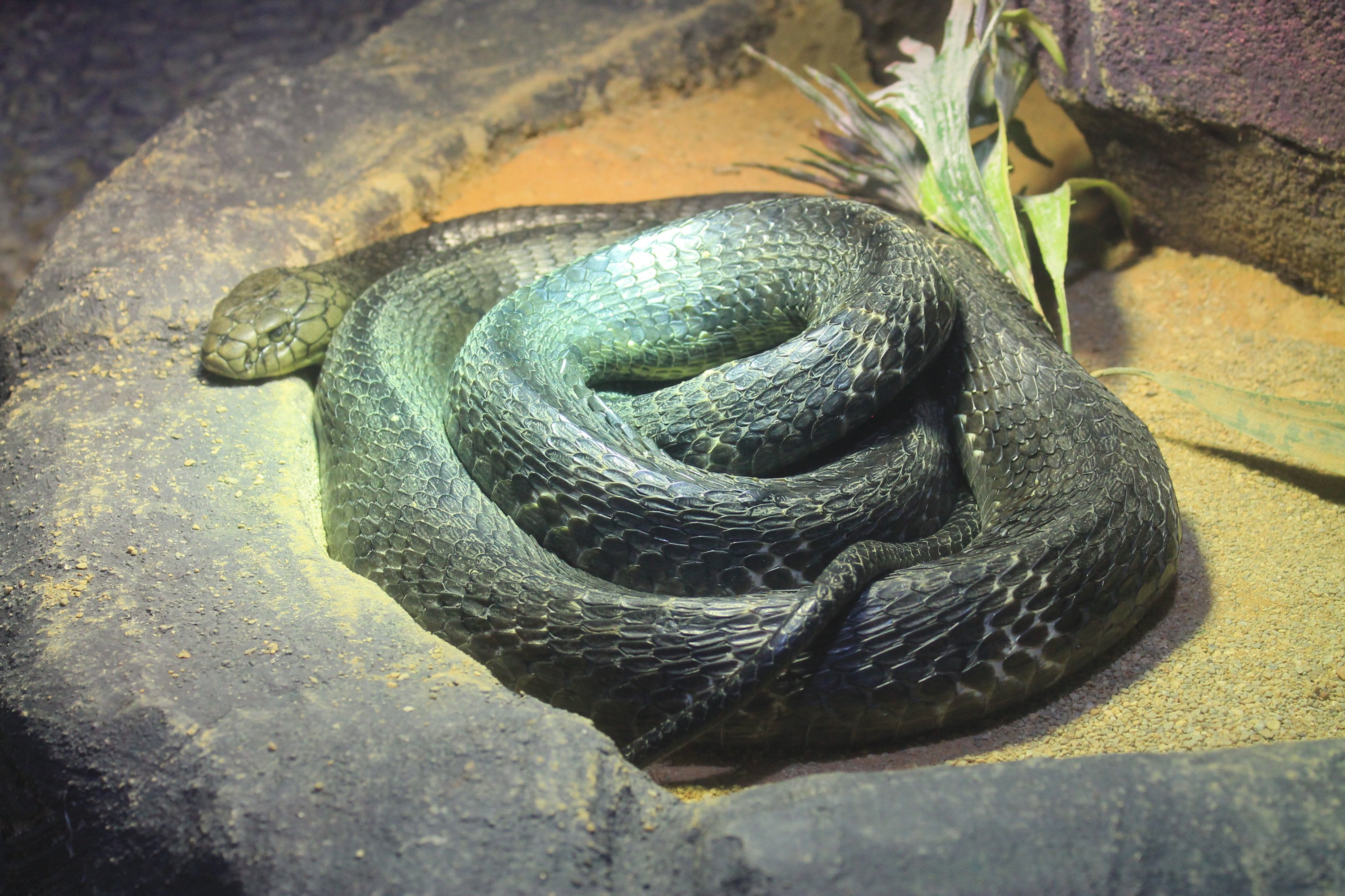 Chinese Cobra (Naja atra)