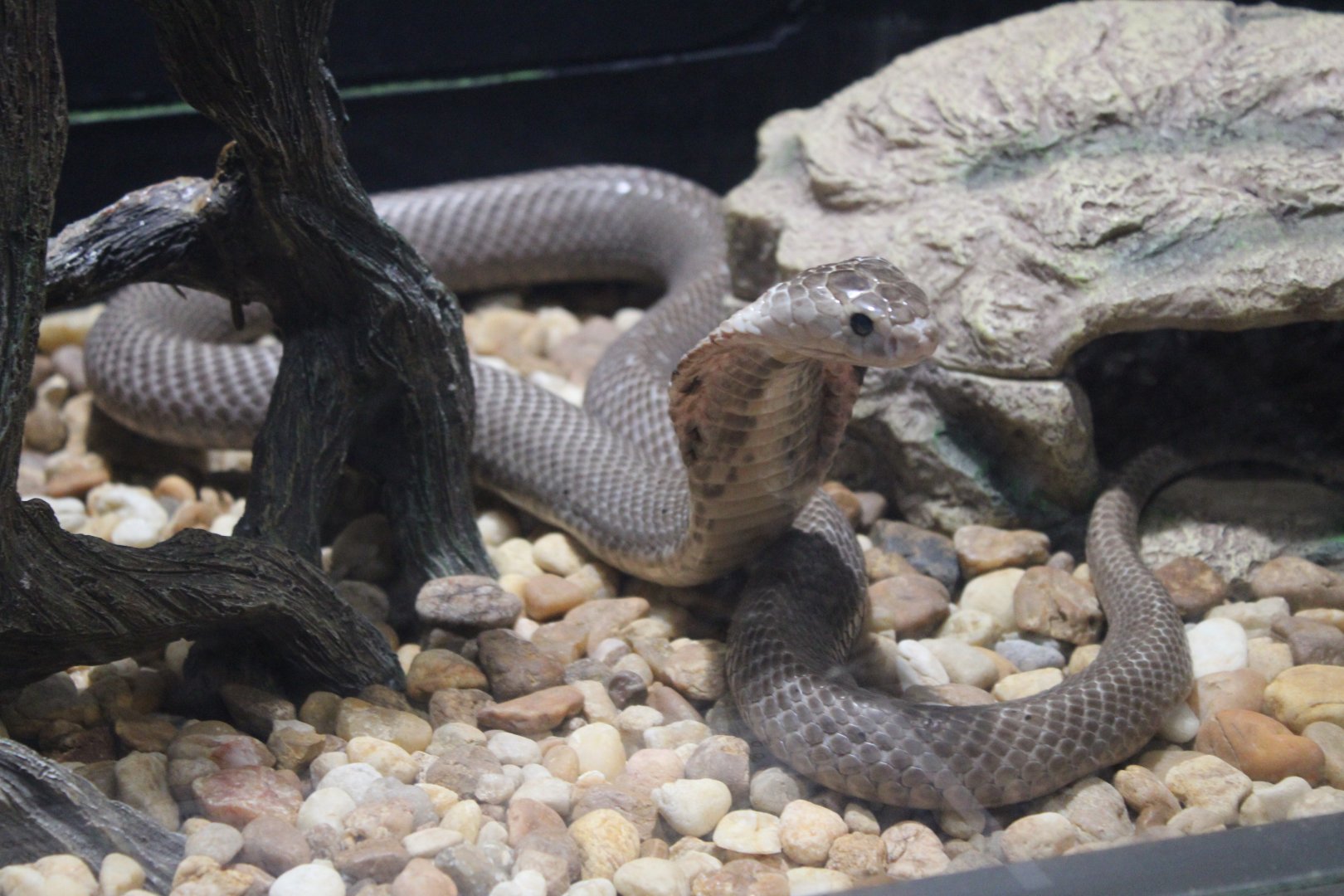 Chinese Cobra (Naja atra)