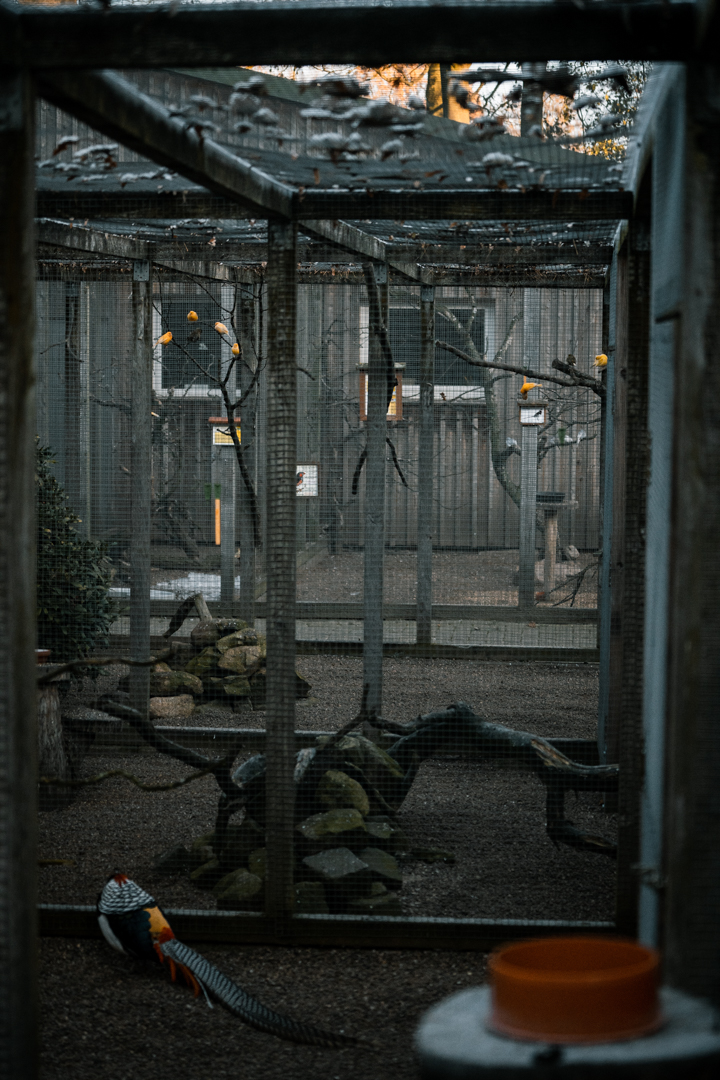 Chinese Cooper Pheasant, Ring-necked Parakeet