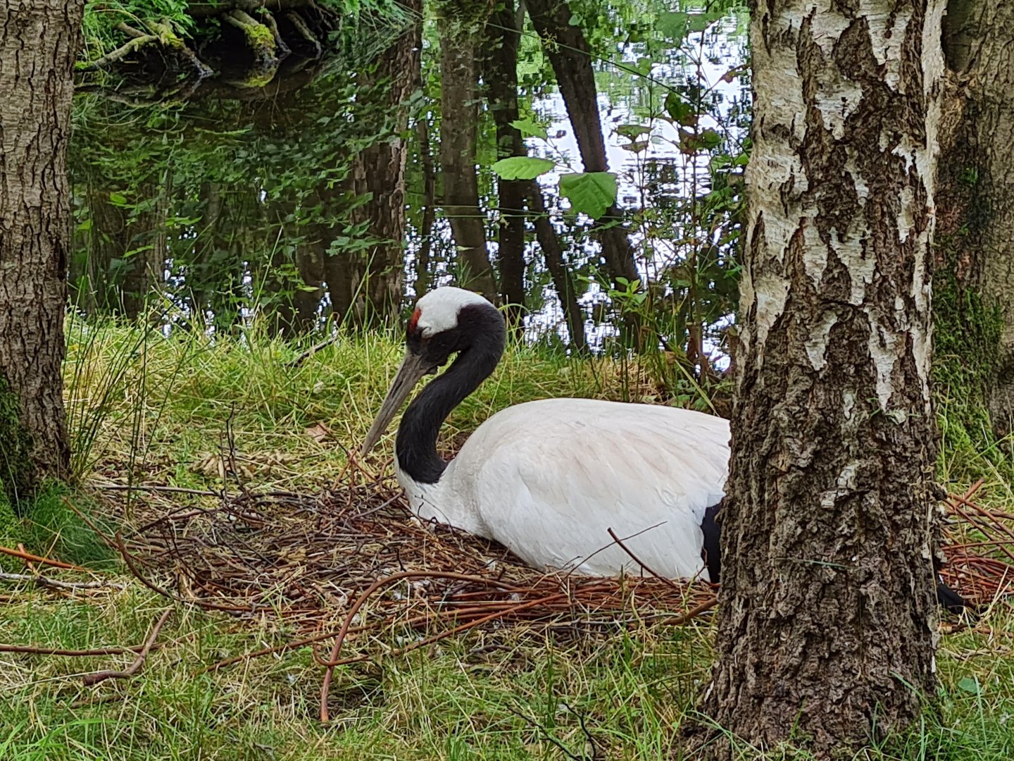 Chinese crane on the nest