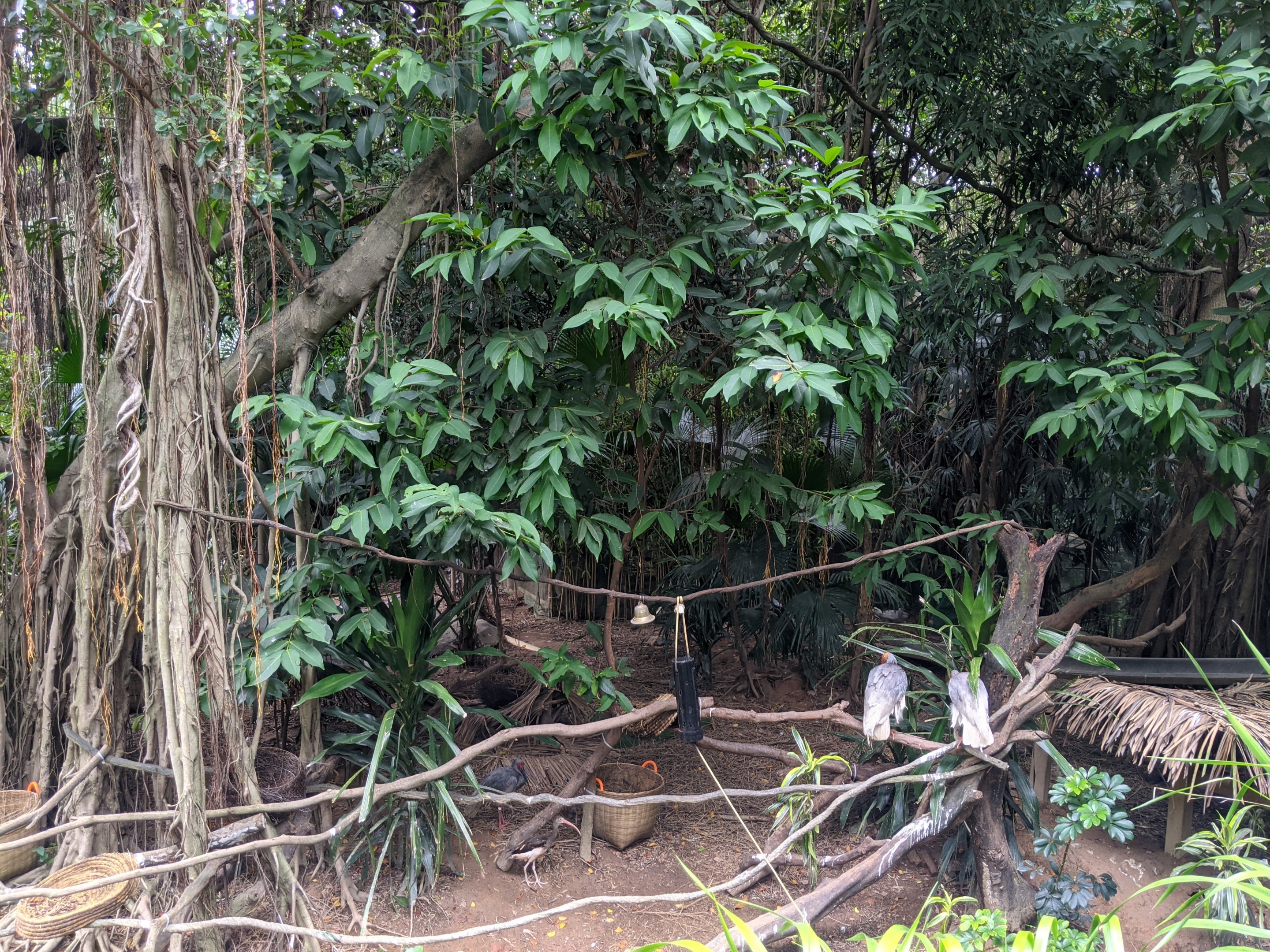 Chinese Crested Ibis (Nipponia nippon)
