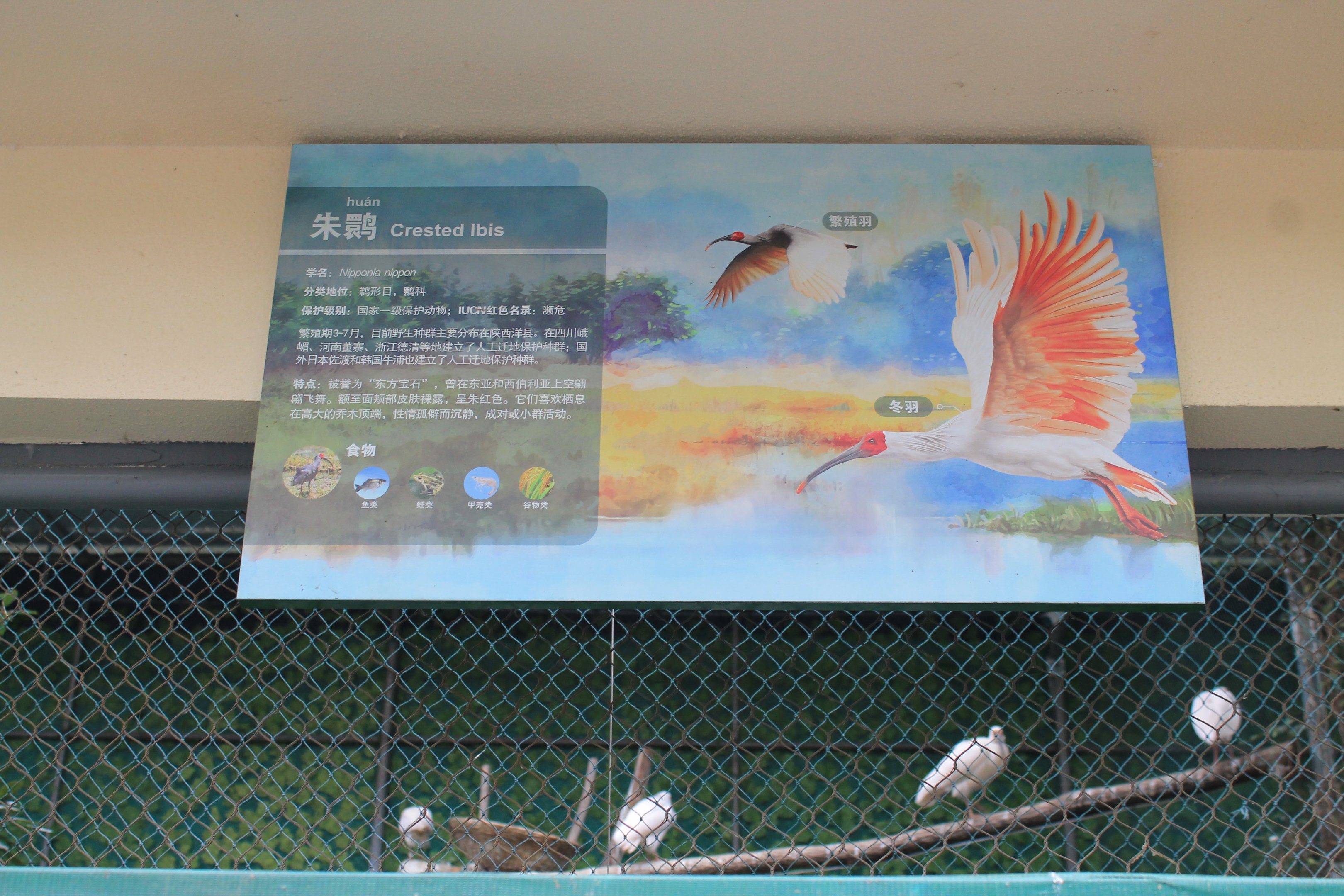 Chinese Crested Ibis
