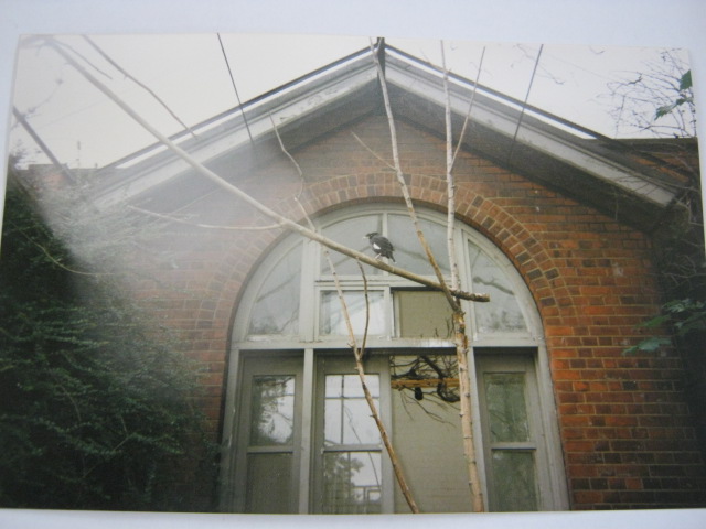 Chinese Crested Mynah London Zoo 1990.