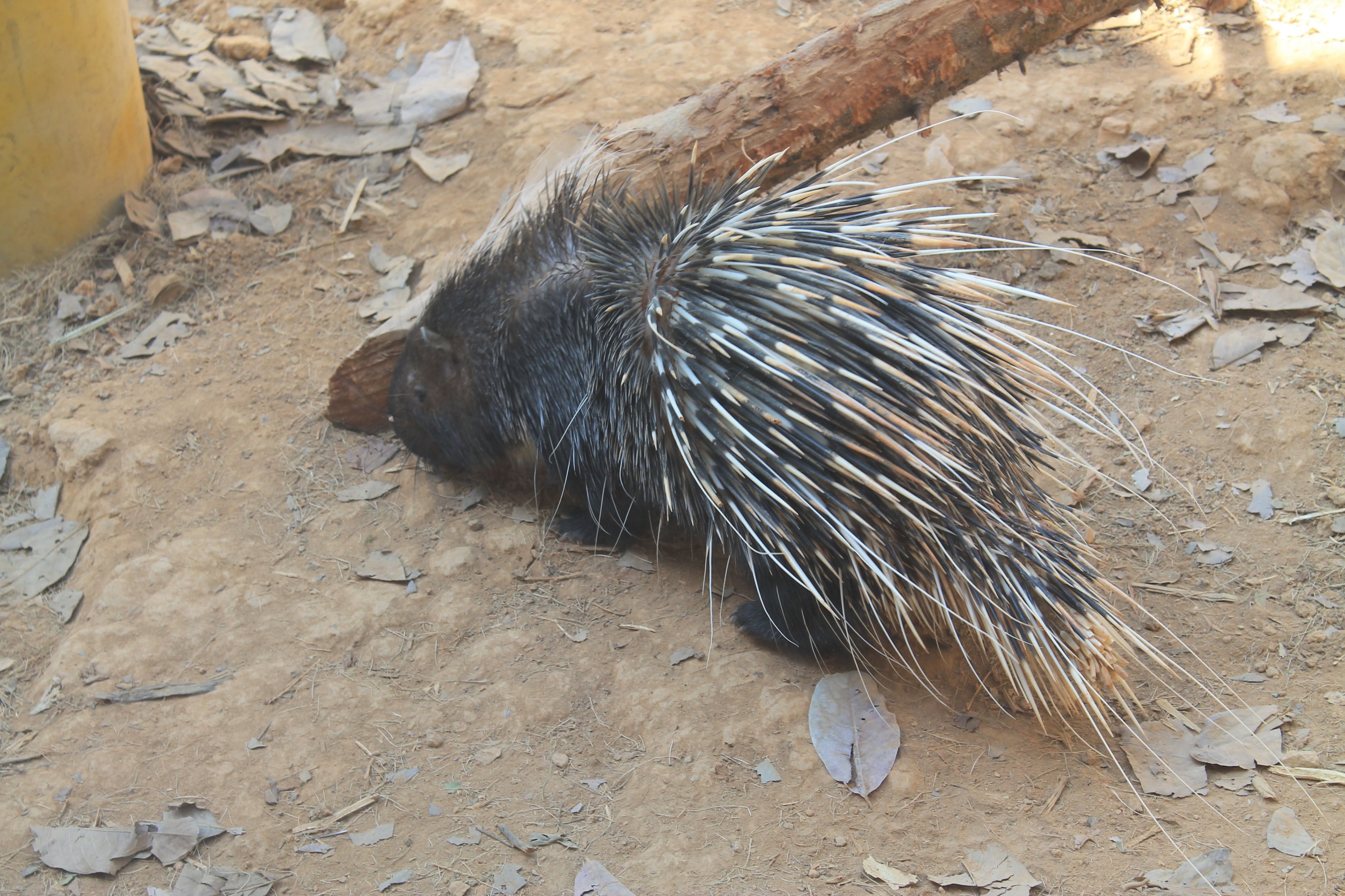 Chinese Crested Porcupine