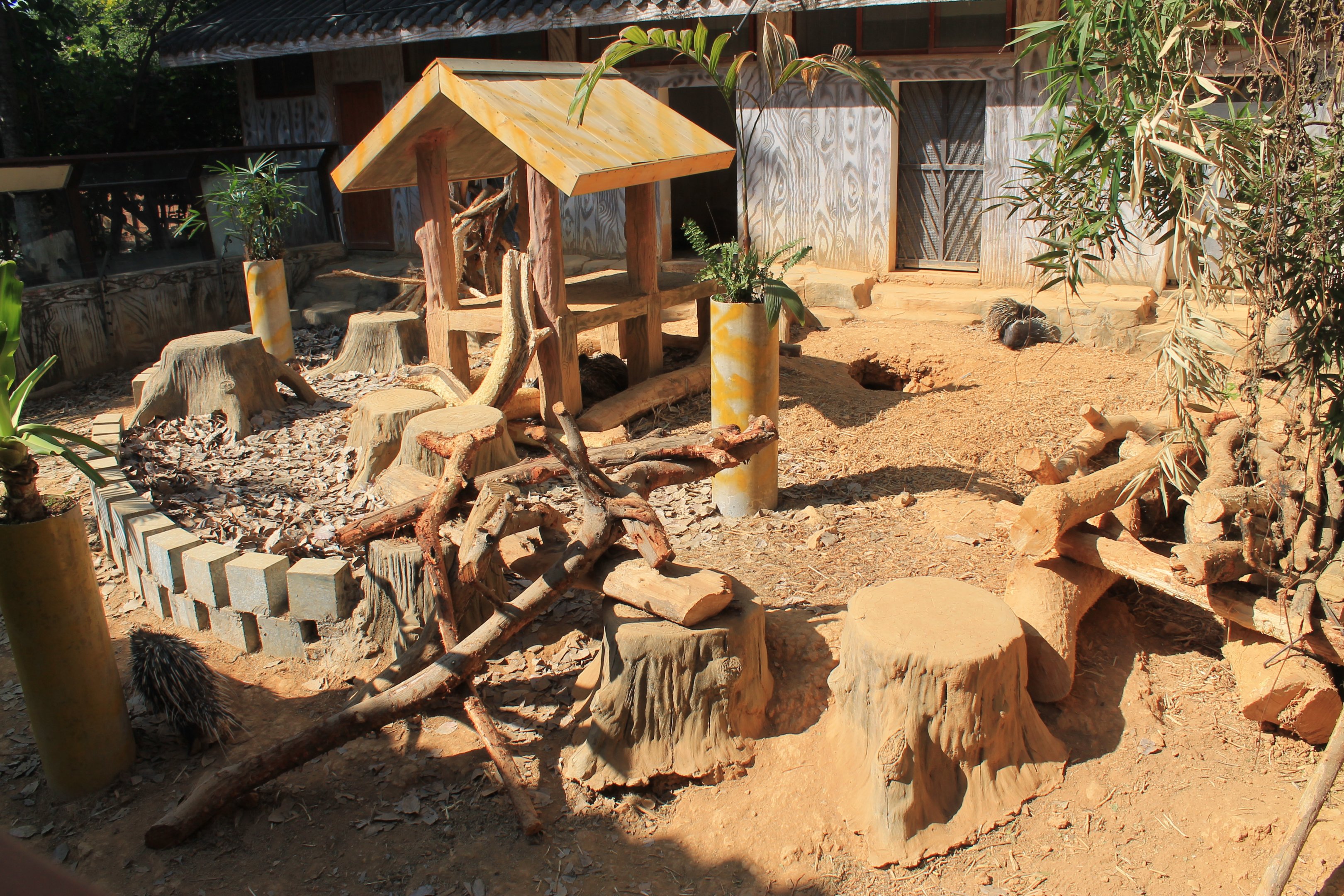 Chinese Crested Porucpine enclosure
