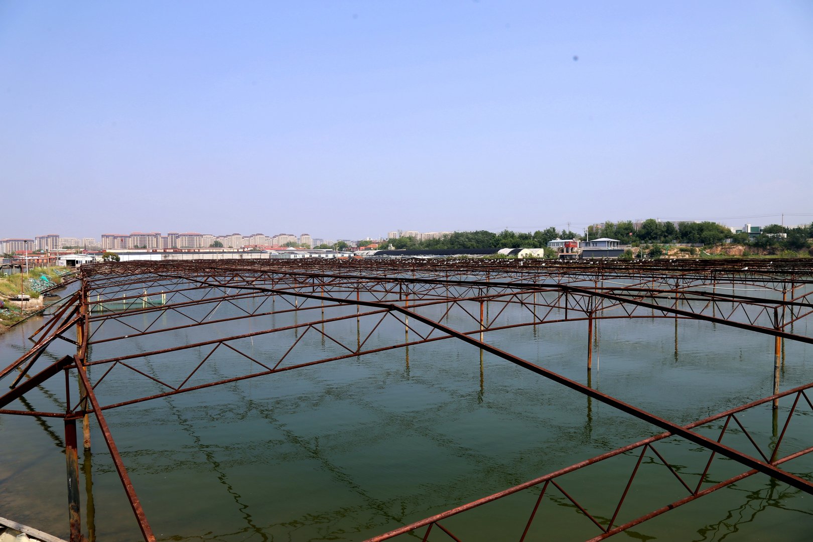 Chinese Crested Tern Site