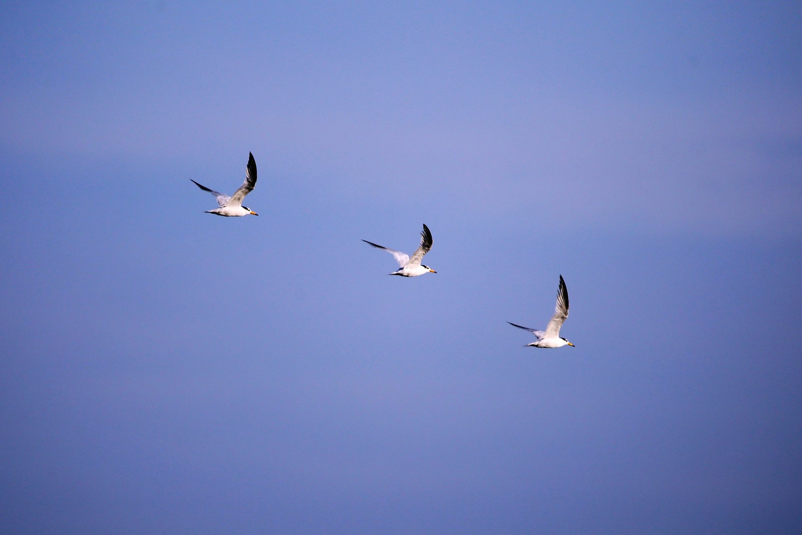 Chinese Crested Tern (Thalasseus bernsteini)