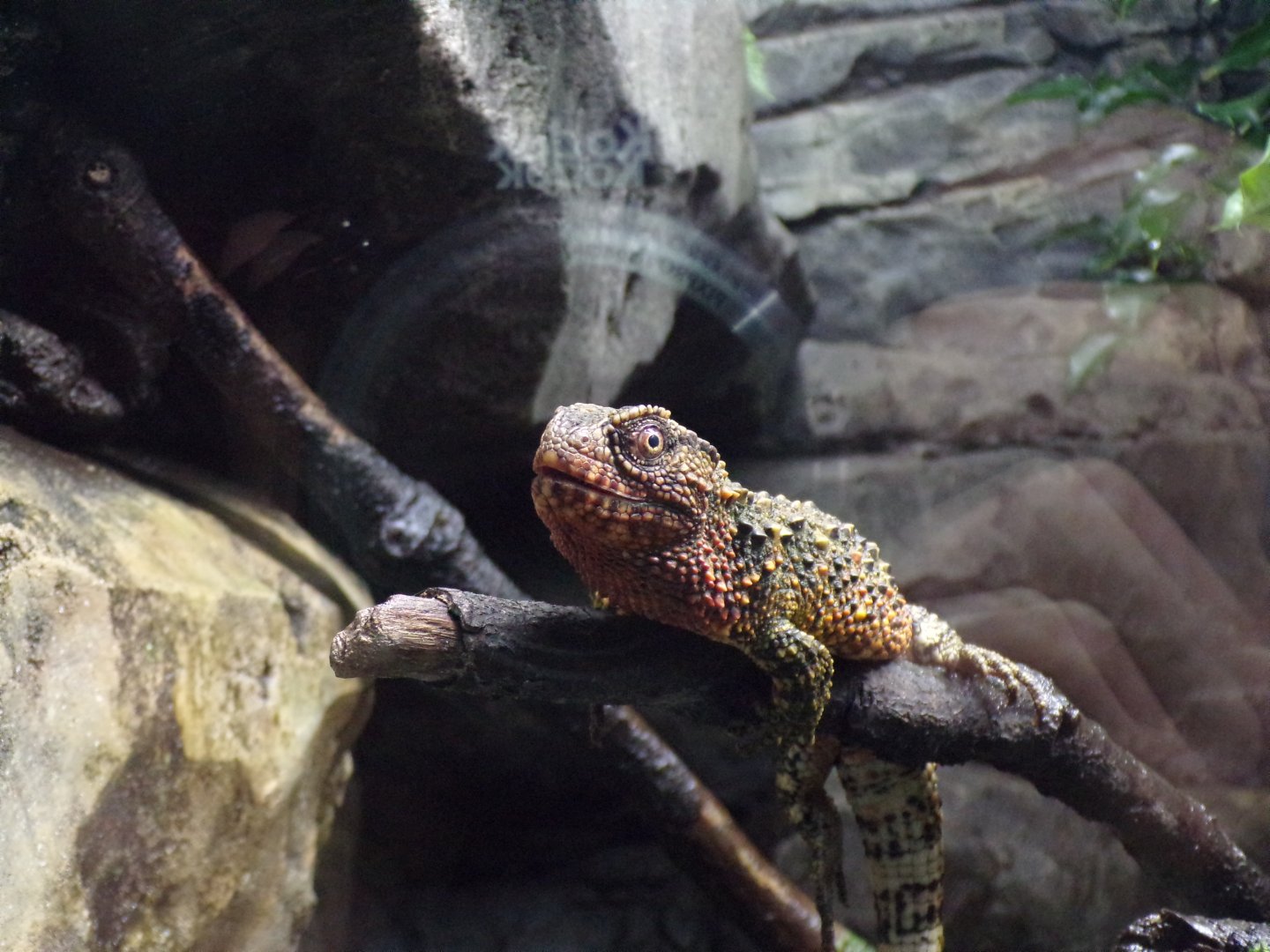 Chinese crocodile lizard 11.2.25