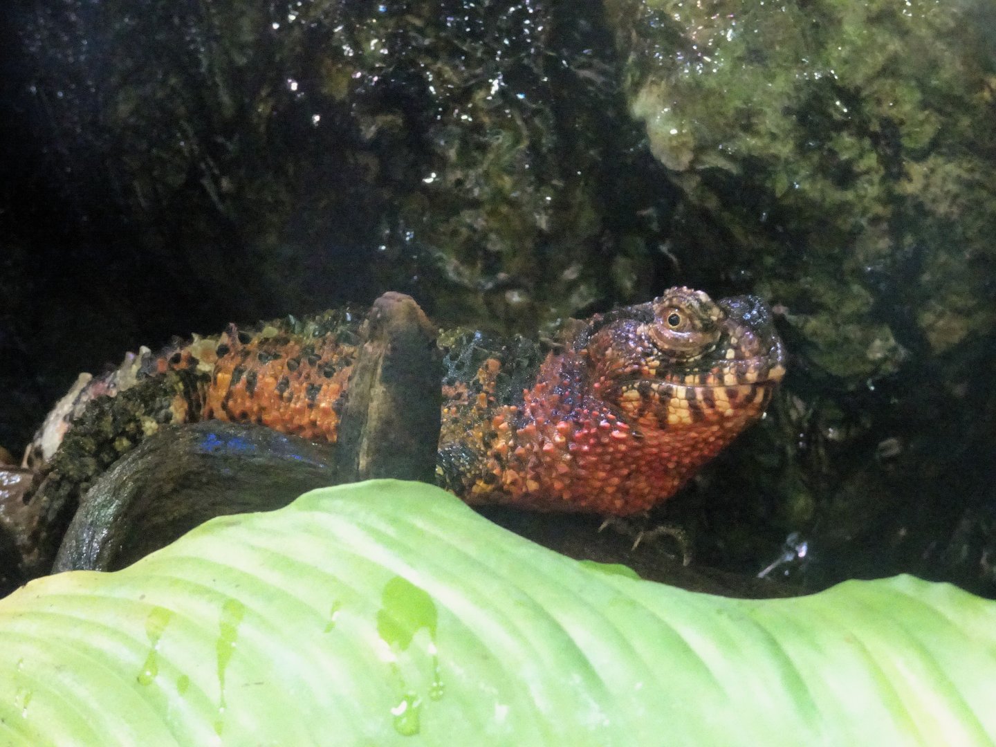 Chinese Crocodile Lizard 24 August 2025
