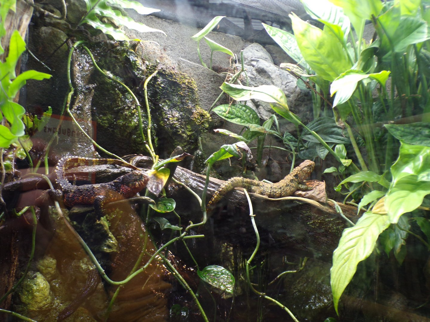 Chinese crocodile lizard 29.6.24