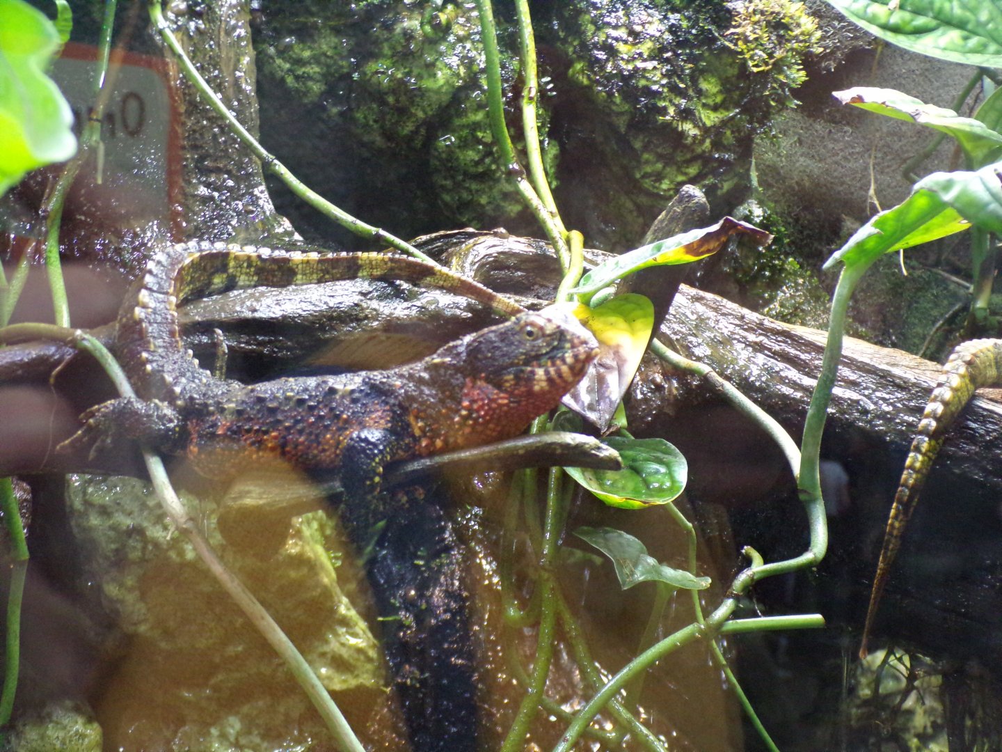 Chinese crocodile lizard 29.6.24