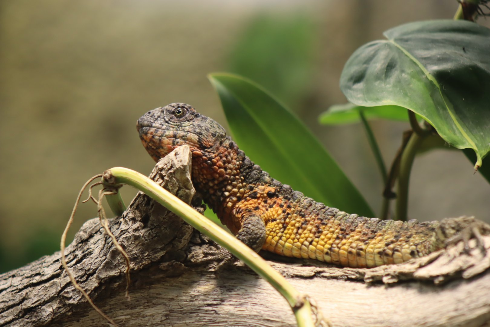 Chinese Crocodile Lizard - 7 July 2024