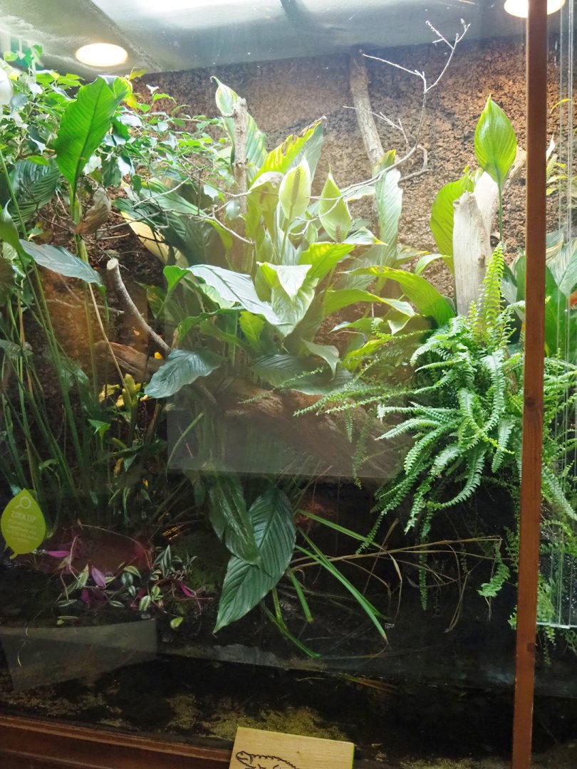 Chinese crocodile lizard and Endler's guppy terrarium, 2023-09-24
