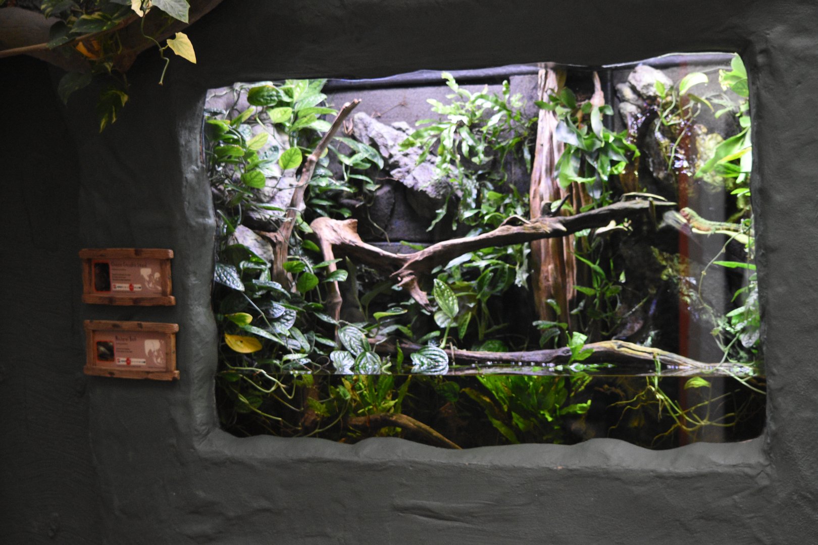 Chinese crocodile lizard and mackerel barb exhibit