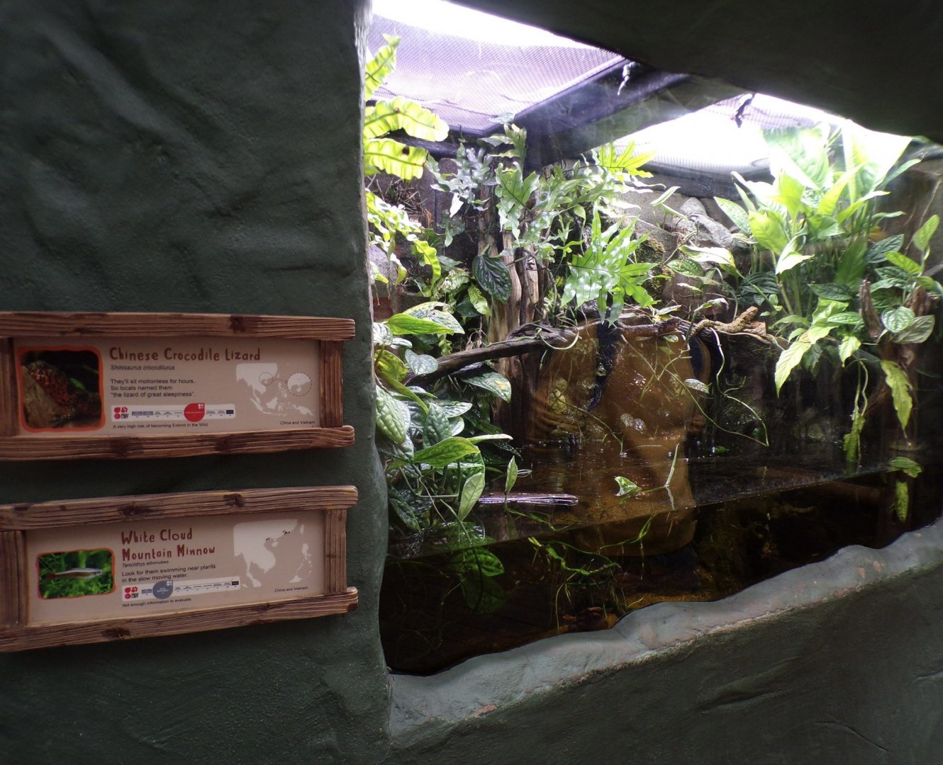 Chinese crocodile lizard and white cloud mountain minnow tank 29.6.24