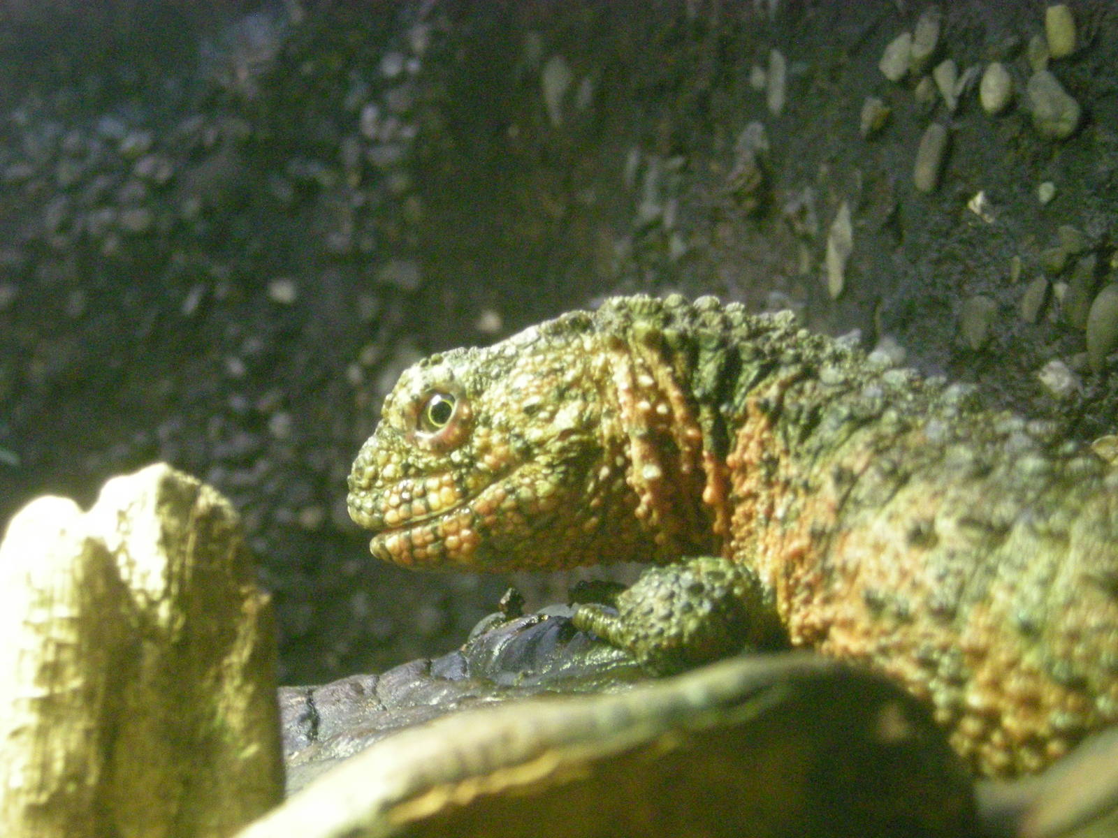 Chinese Crocodile Lizard (Animals in the Arts)