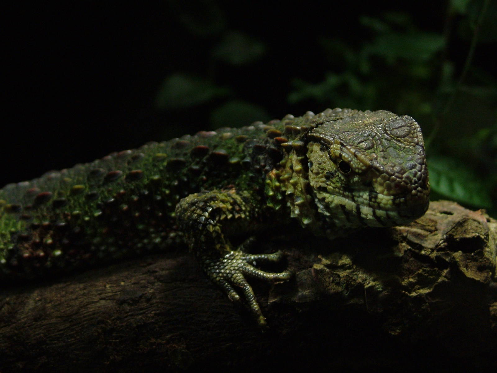 Chinese Crocodile Lizard at Leipzig, 02/09/11