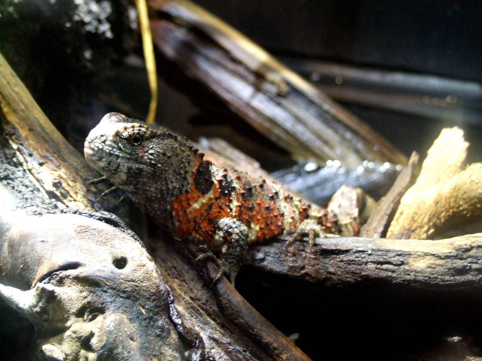 Chinese Crocodile Lizard at Vienna, 14/06/13