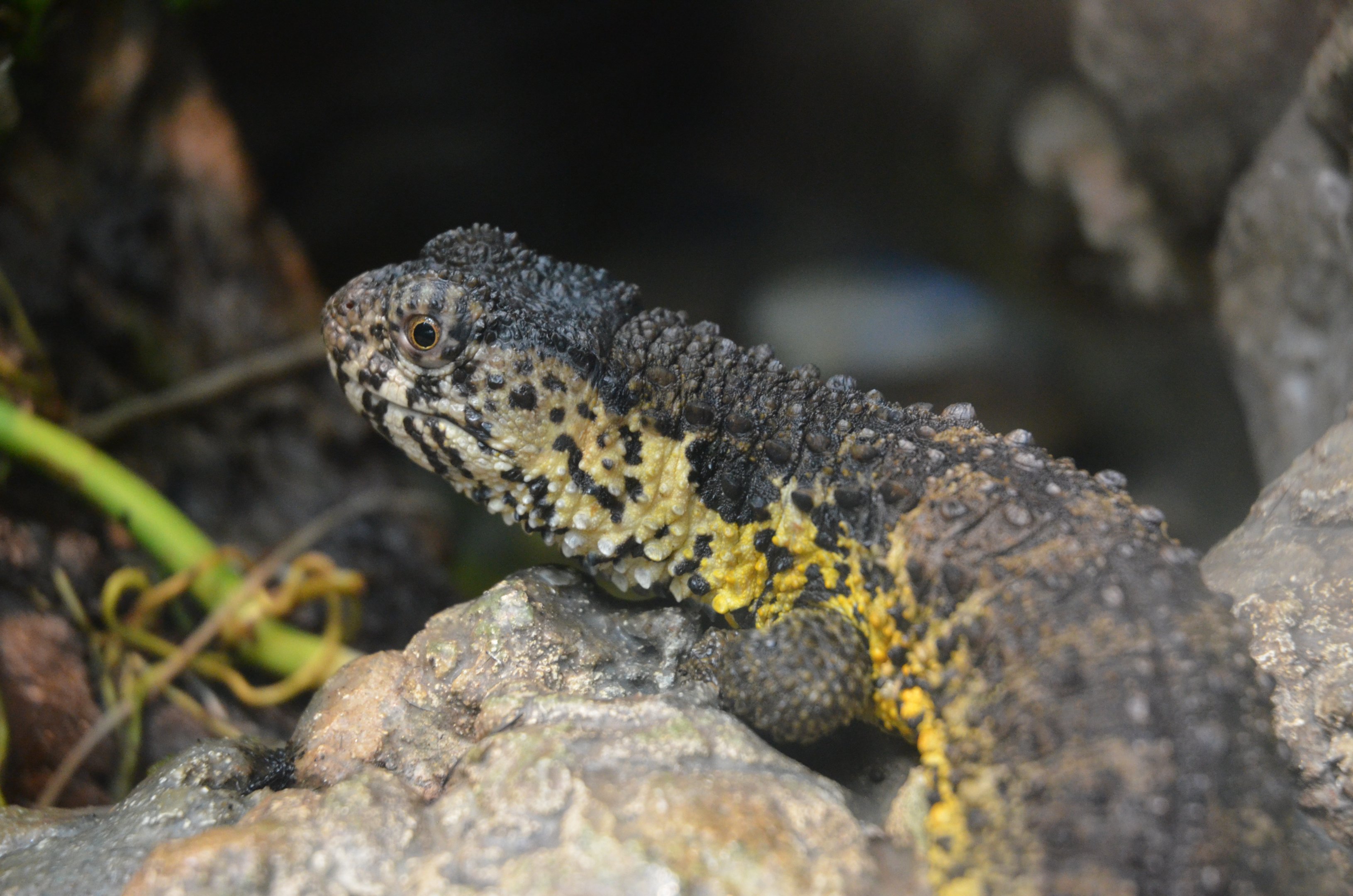 Chinese Crocodile Lizard at Wuppertal, 16/06/19