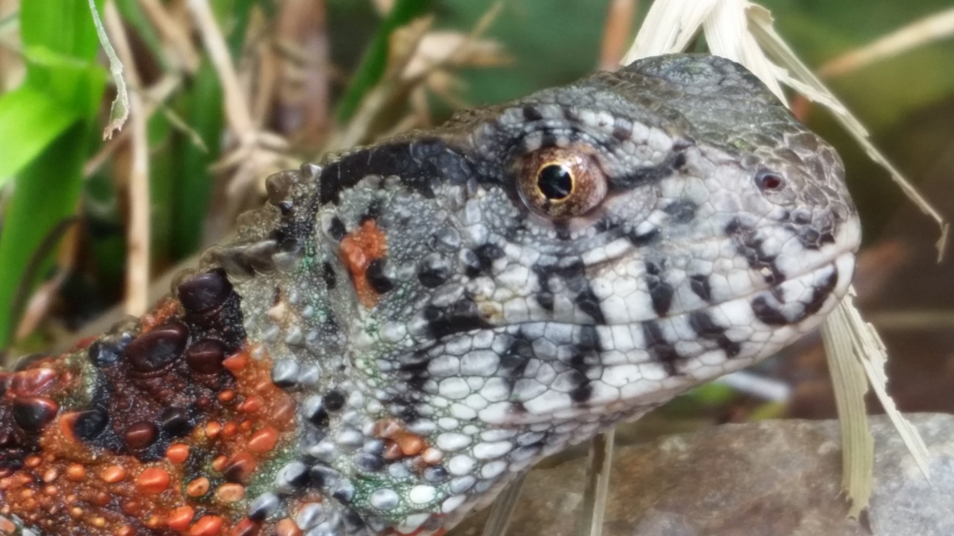 Chinese Crocodile Lizard close-up, October 2018