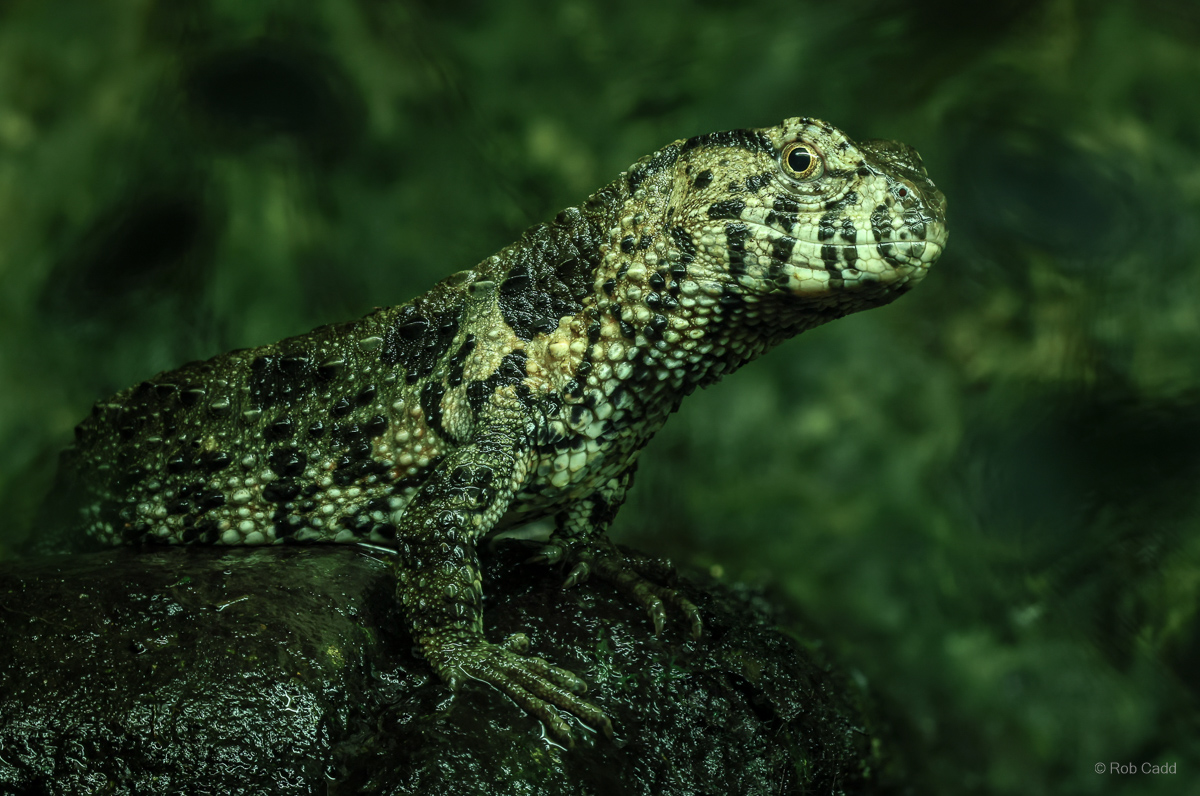 Chinese crocodile lizard : Cotswold WP : 04 Jul 2025