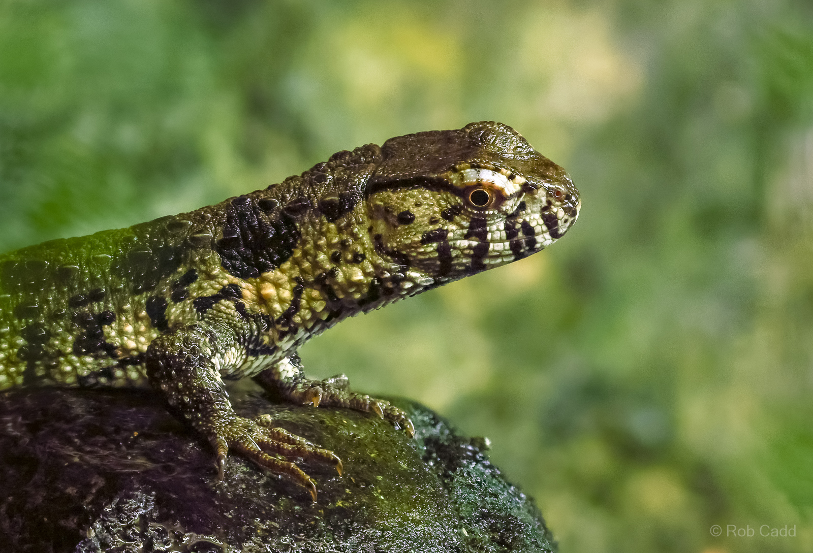 Chinese crocodile lizard : Cotswold WP : 09 May 2024