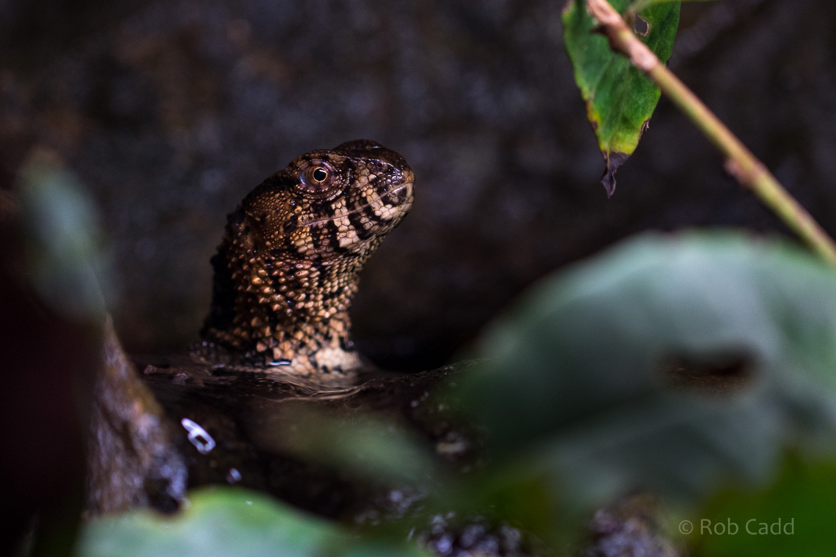 Chinese crocodile lizard : Cotswold WP : 13 Dec 2015