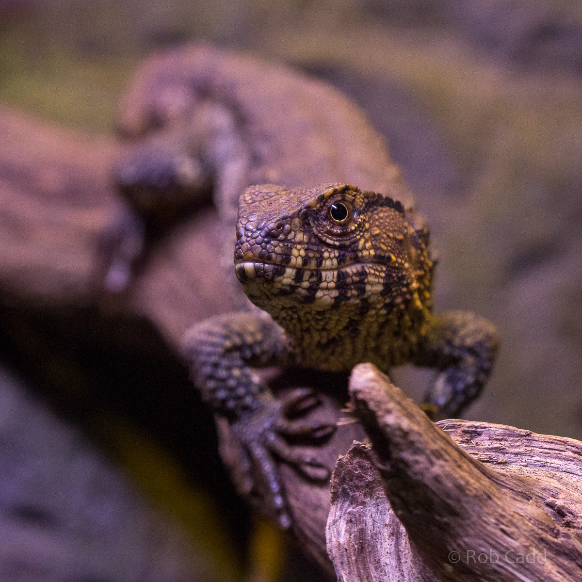 Chinese crocodile lizard : Cotswold WP : 18 Dec 2015