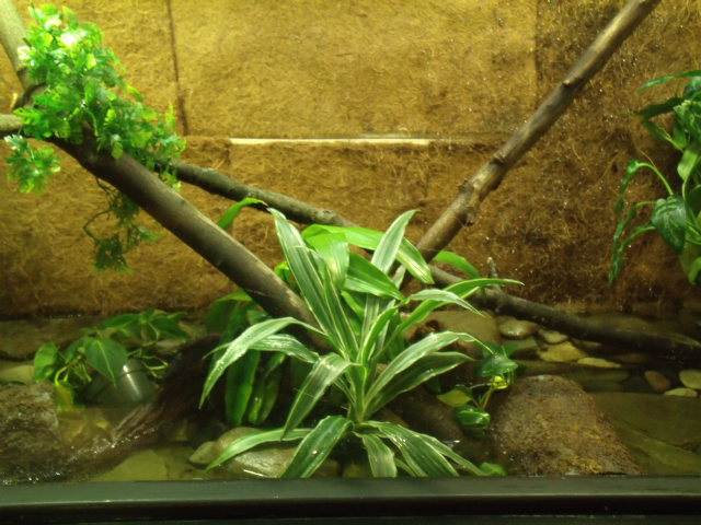 Chinese Crocodile Lizard Enclosure