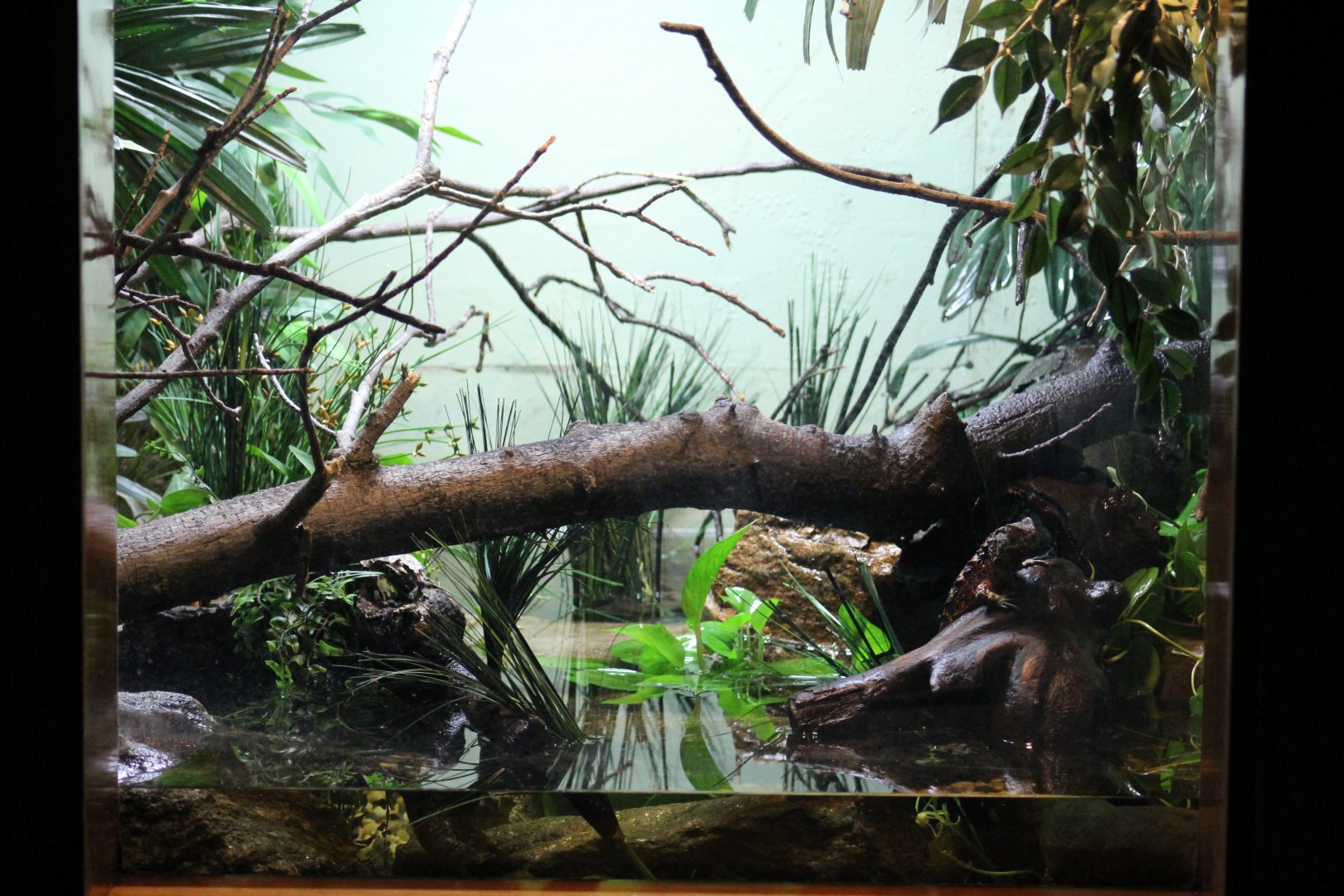 Chinese Crocodile Lizard Enclosure