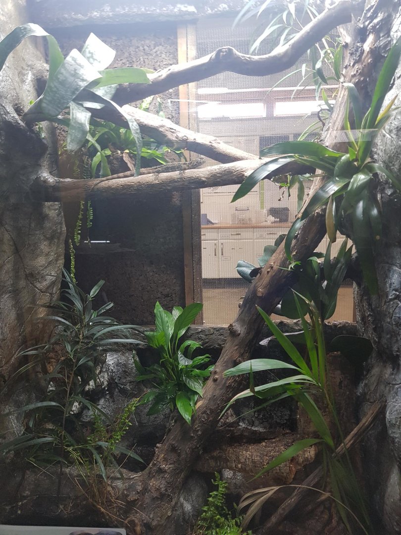 Chinese Crocodile Lizard Enclosure