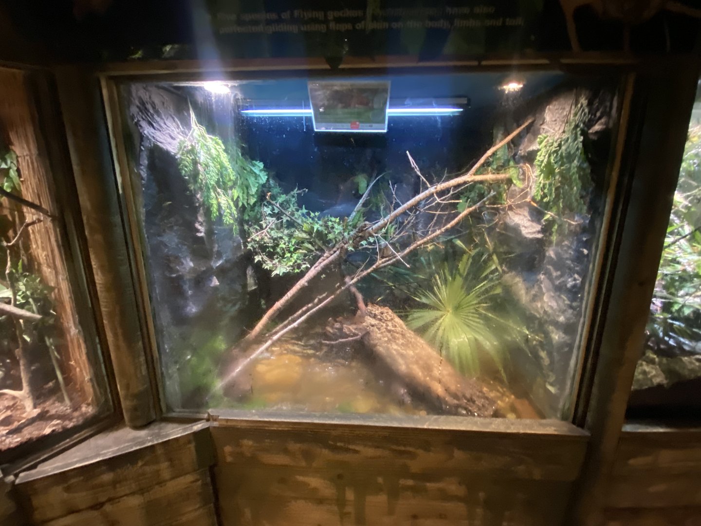 Chinese crocodile lizard exhibit 150523
