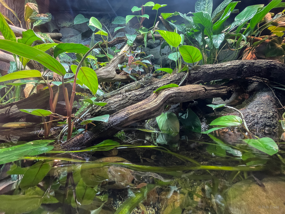 Chinese crocodile lizard (exhibit) : Whipsnade : 29 Jun 2025