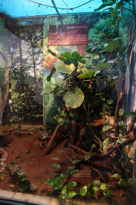 Chinese crocodile lizard exhibit
