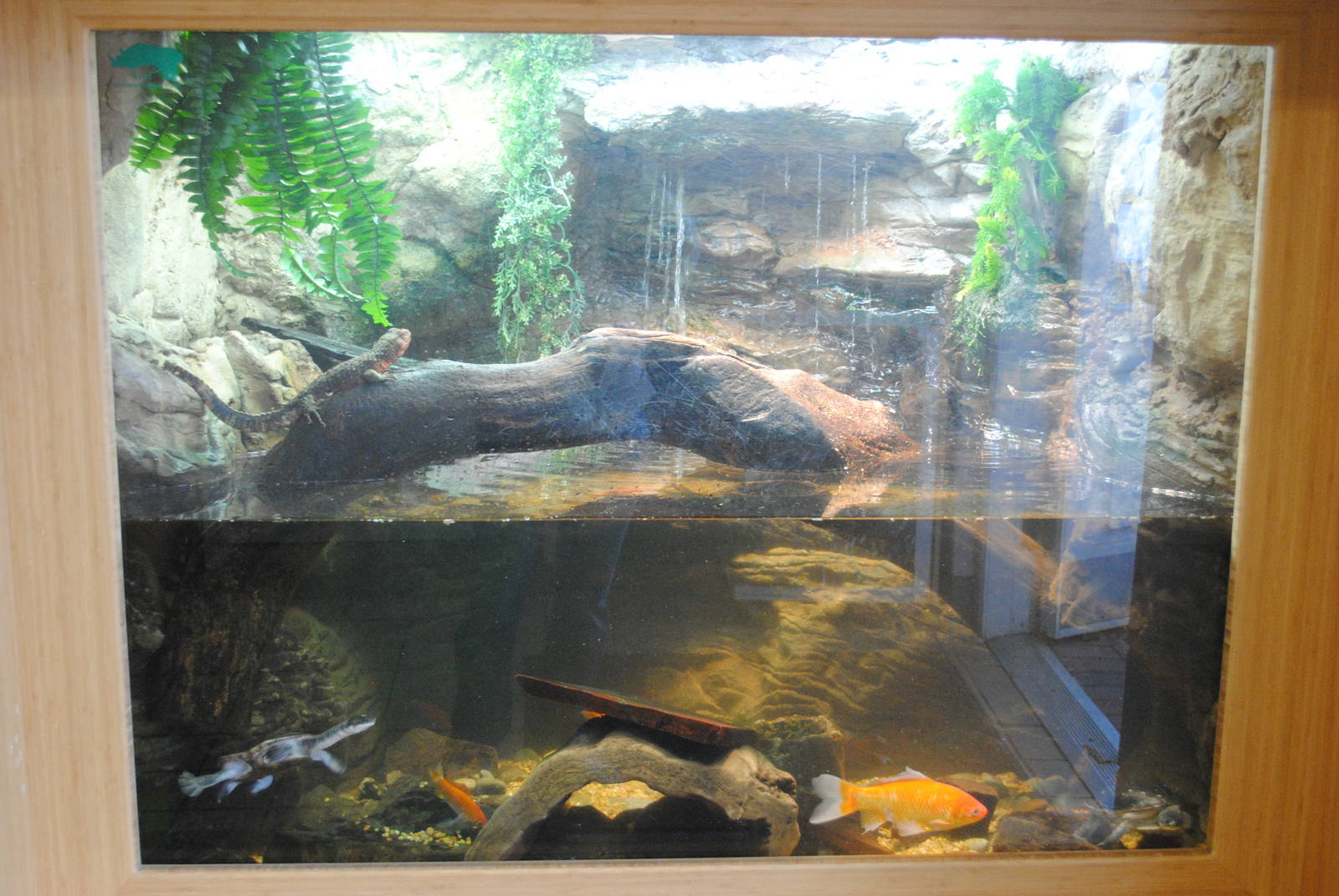 Chinese Crocodile Lizard exhibit