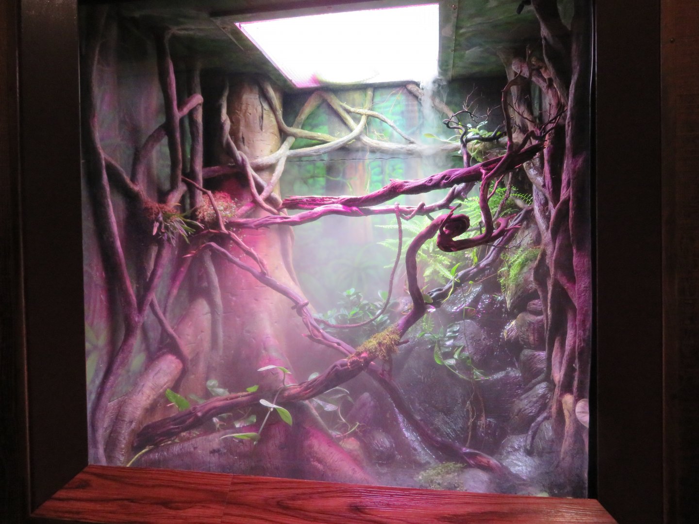 Chinese Crocodile Lizard Exhibit